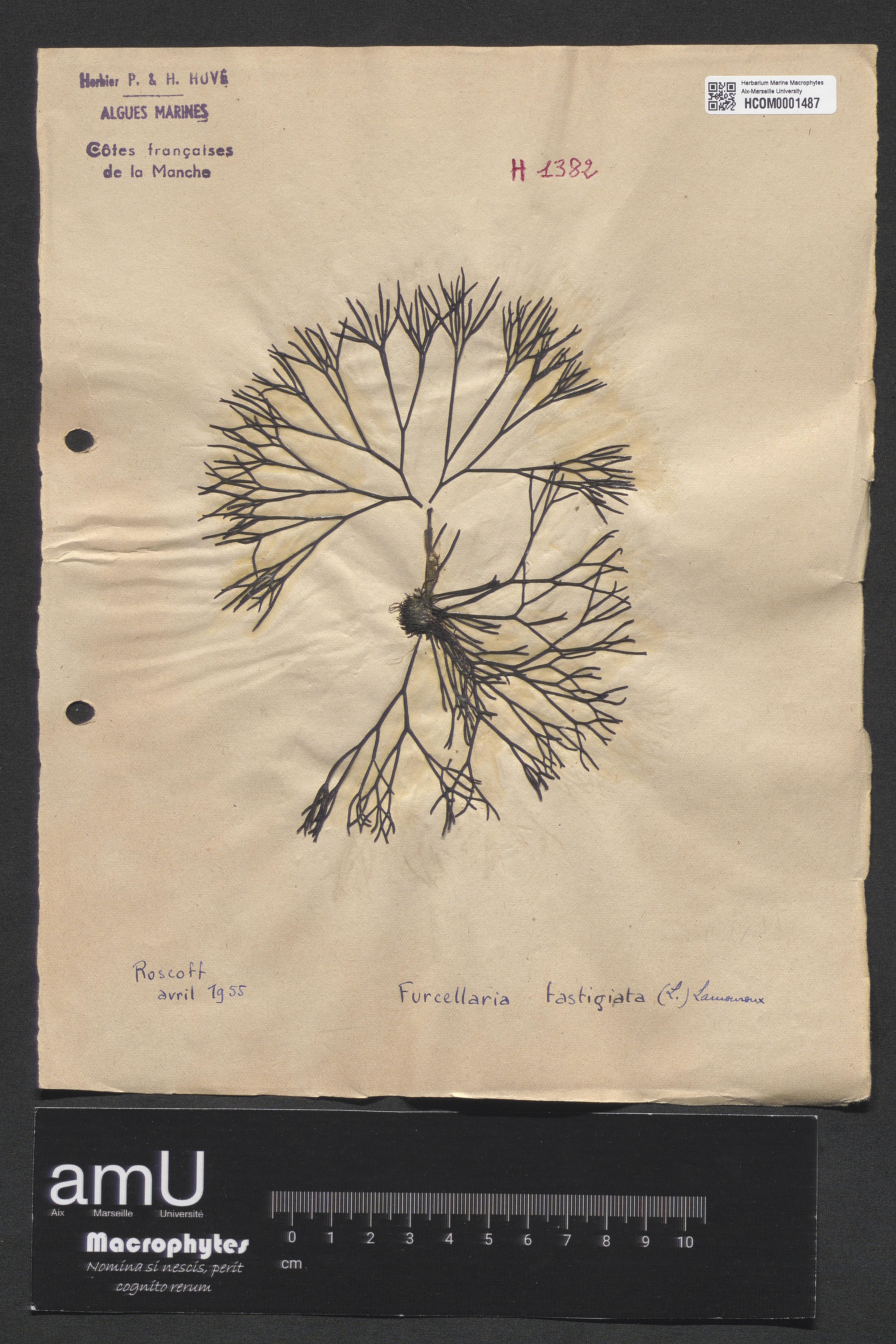 Furcellaria fastigiata specimen