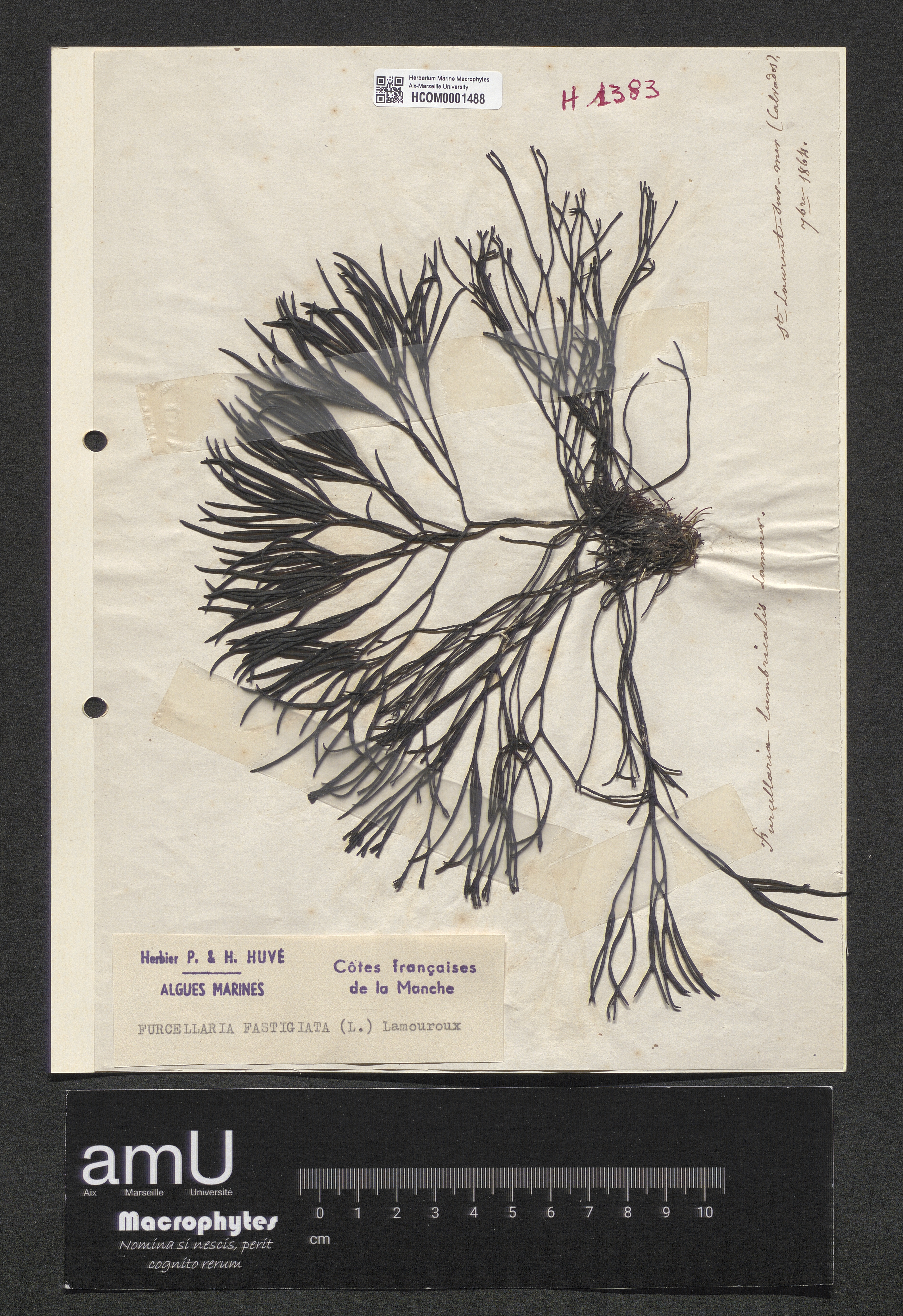 Furcellaria fastigiata specimen