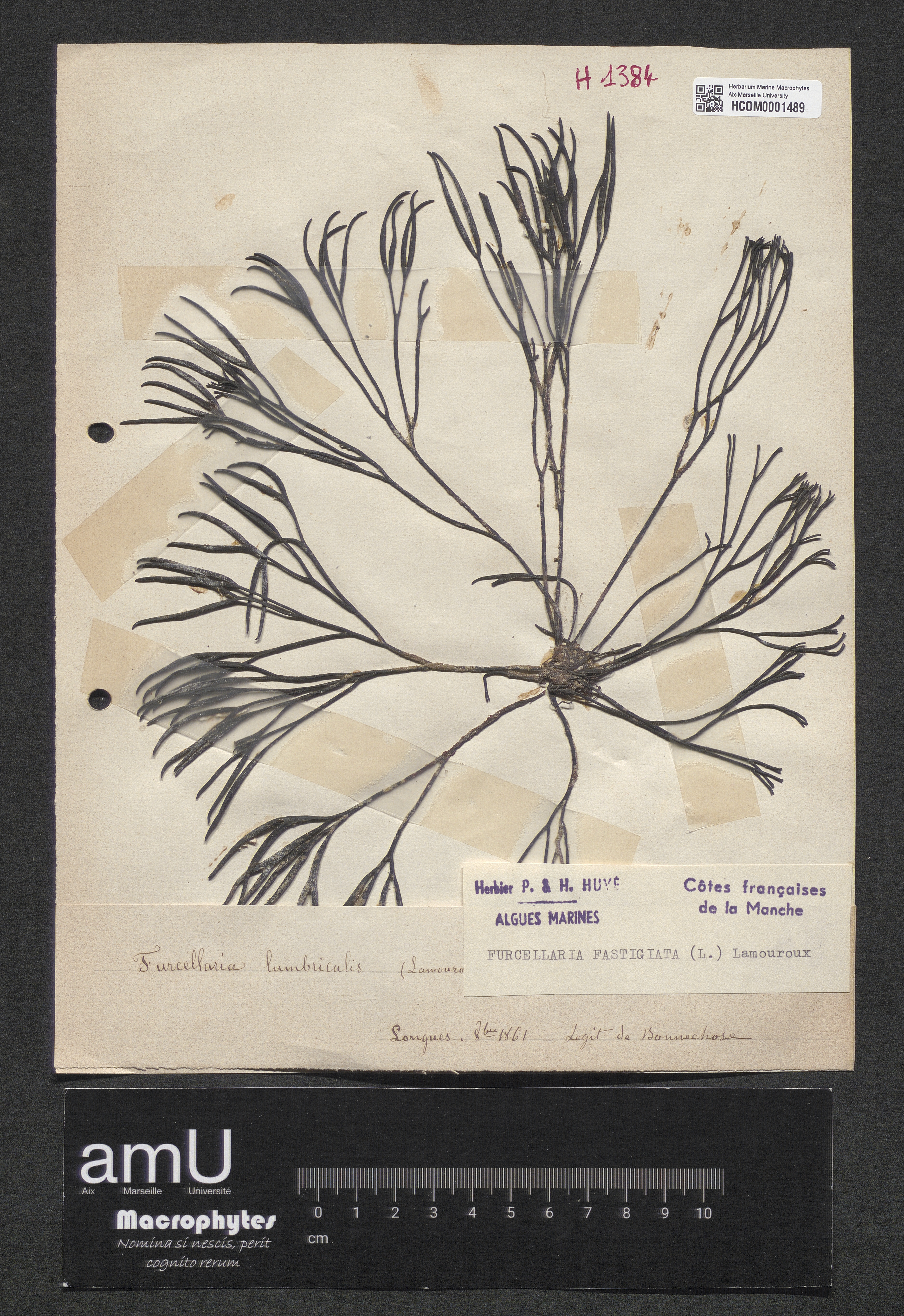 Furcellaria fastigiata specimen