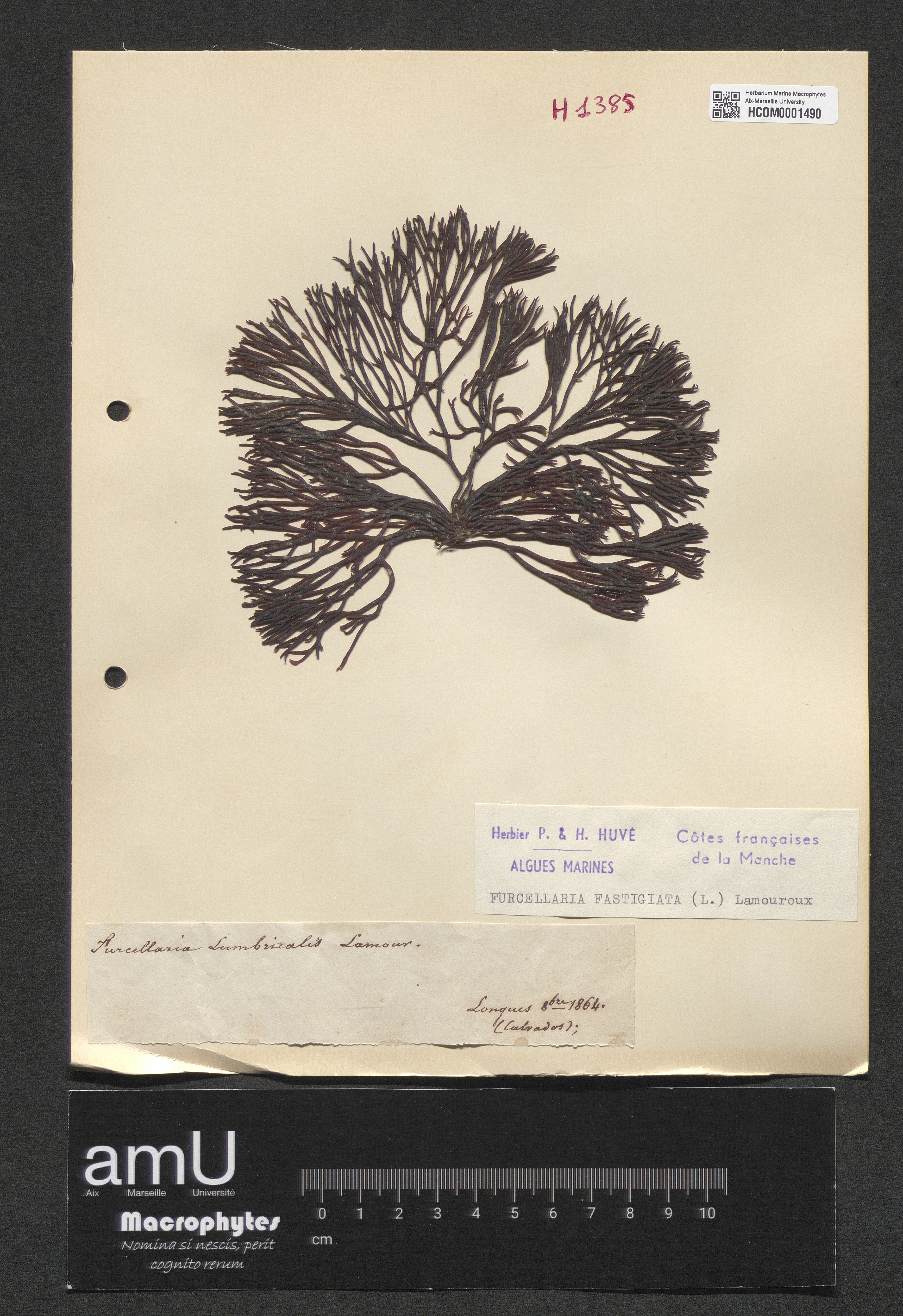 Furcellaria fastigiata specimen