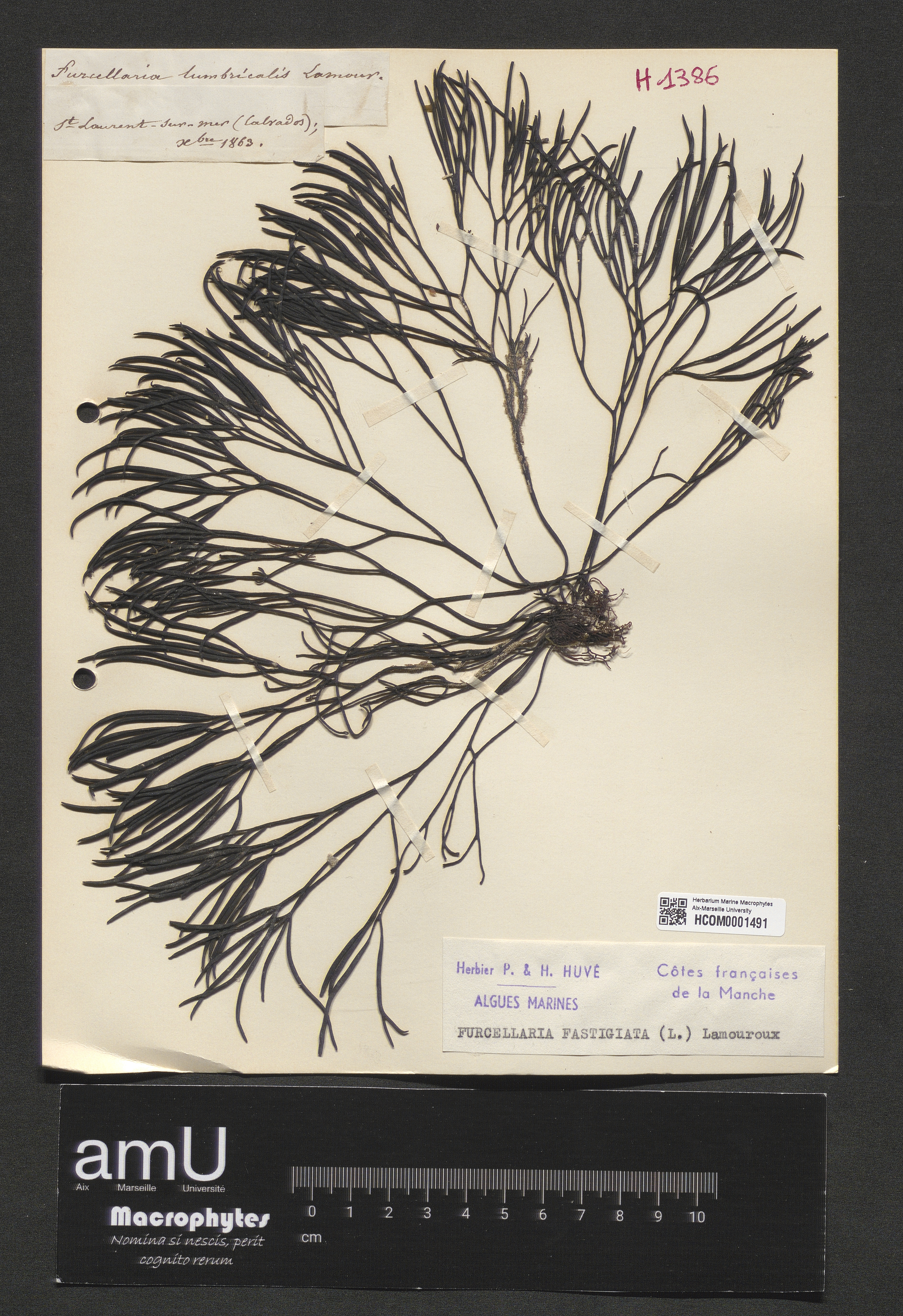 Furcellaria fastigiata specimen