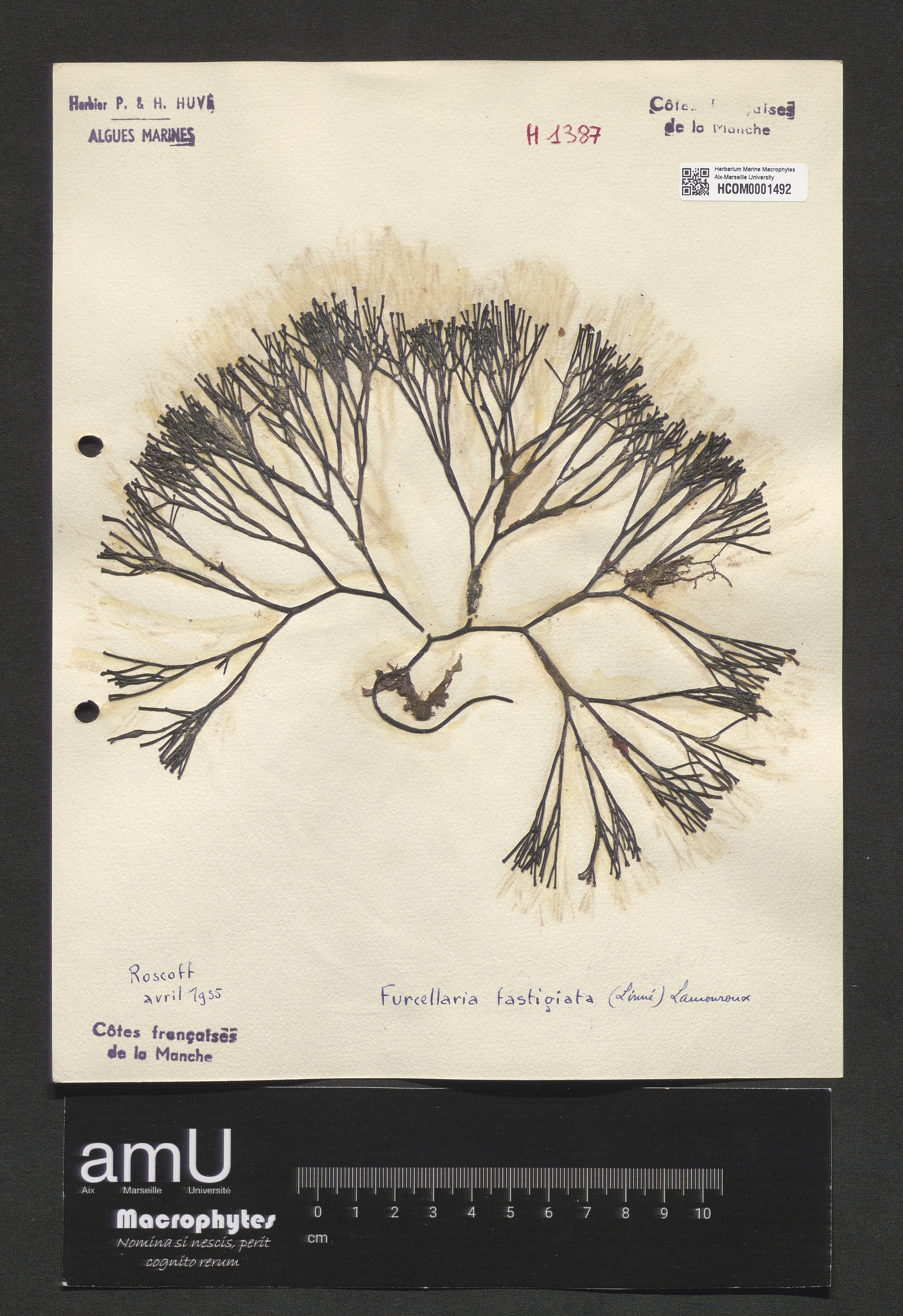 Furcellaria fastigiata specimen