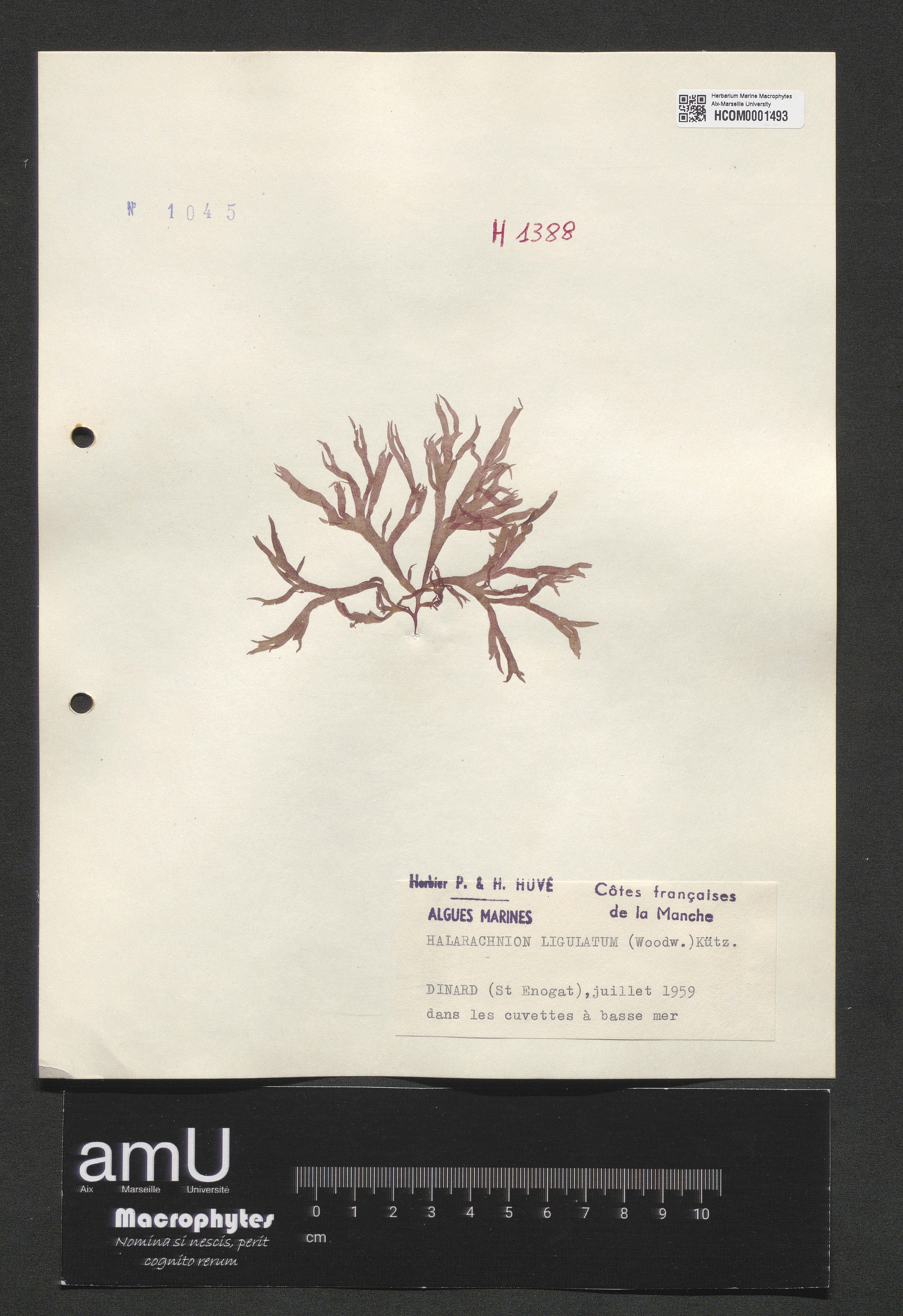 Halarachnion ligulatum specimen