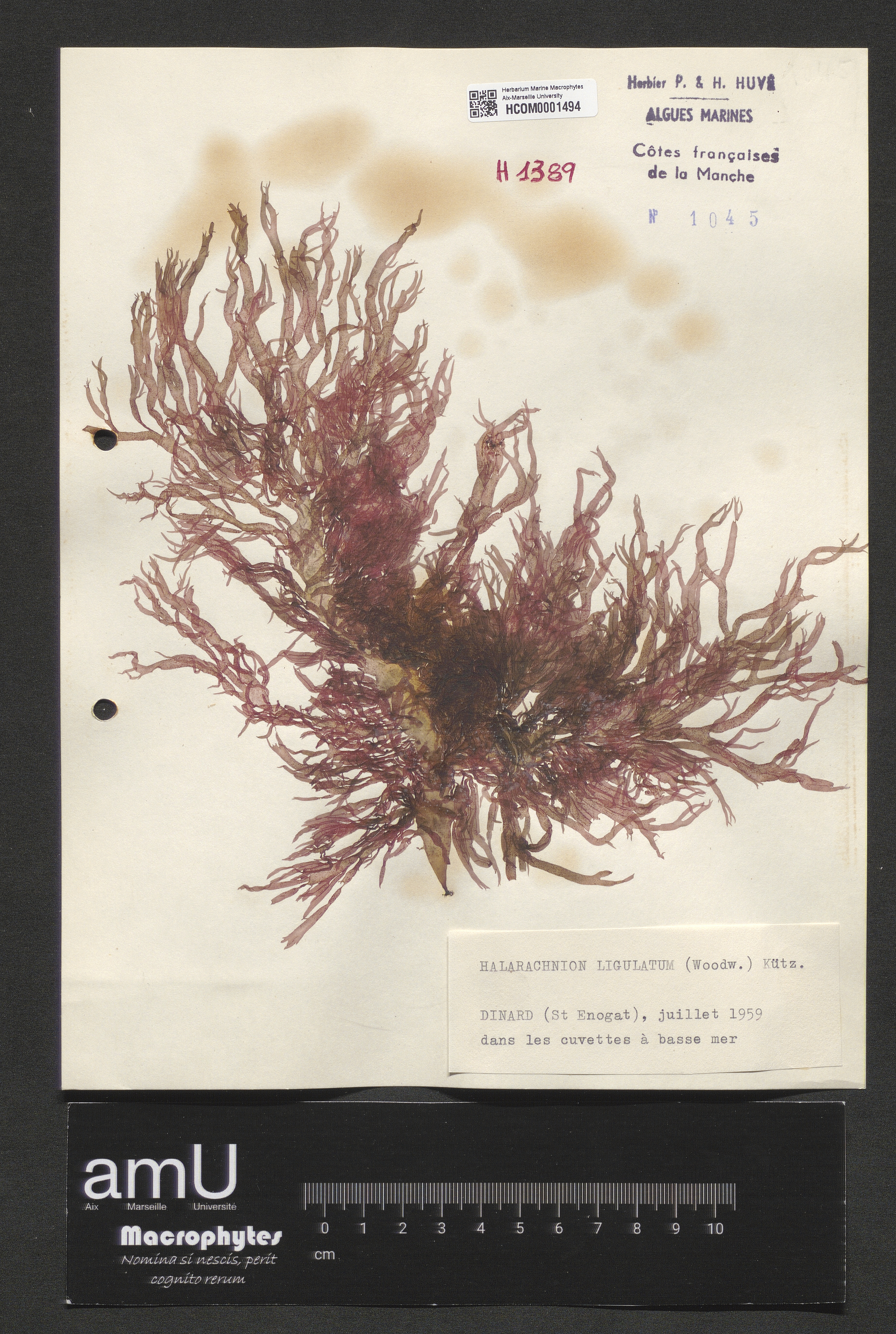 Halarachnion ligulatum specimen