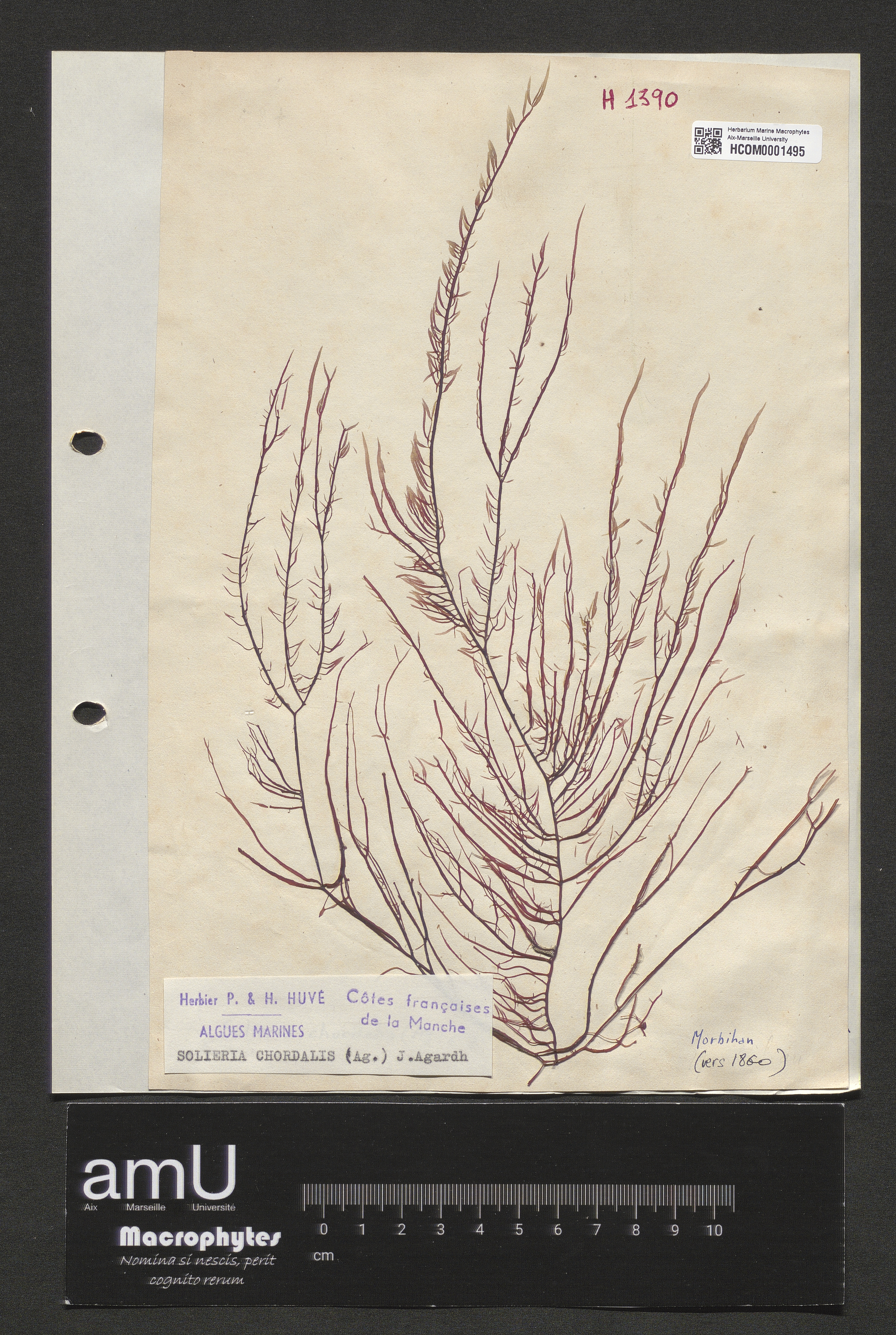 Solieria chordalis specimen