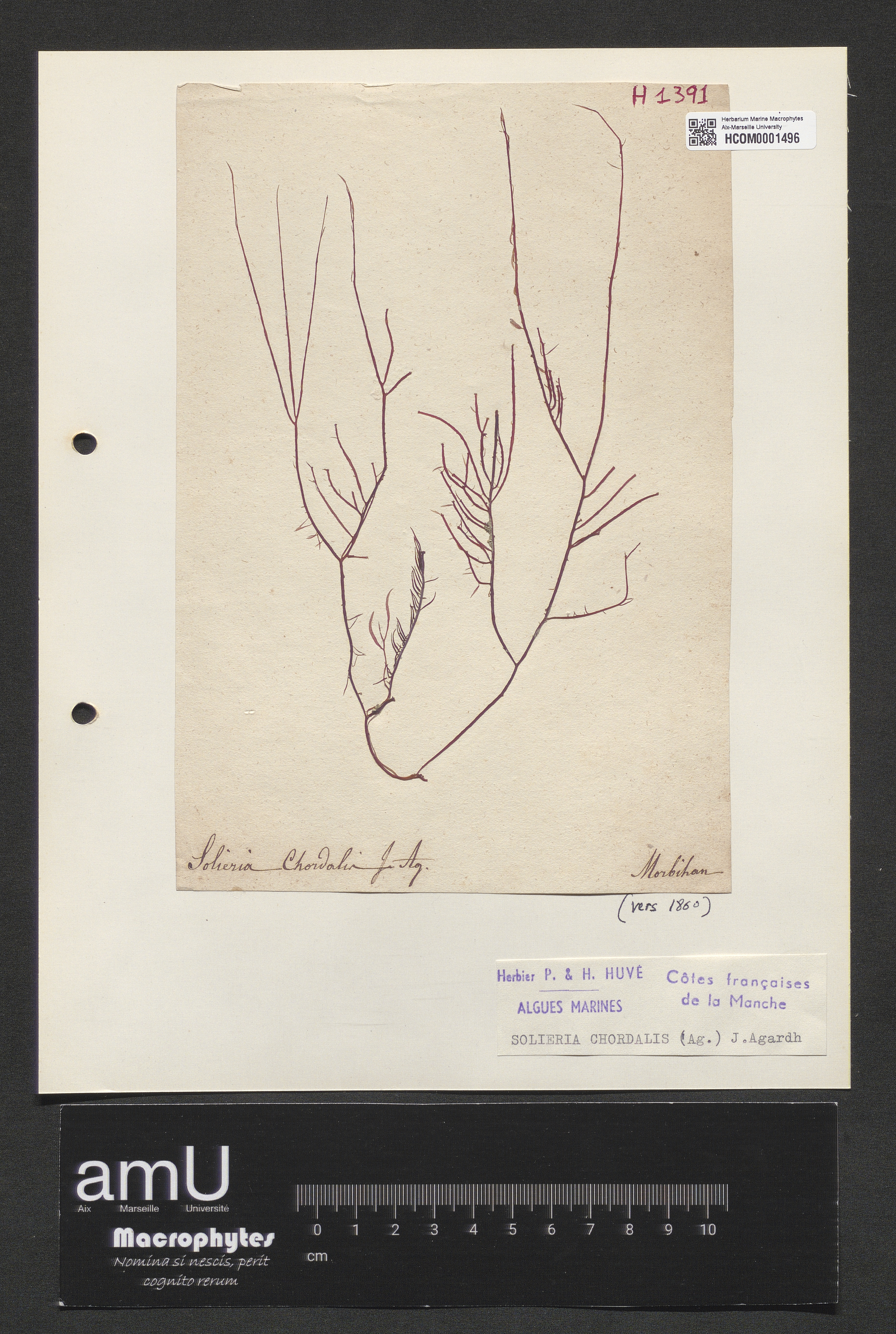 Solieria chordalis specimen