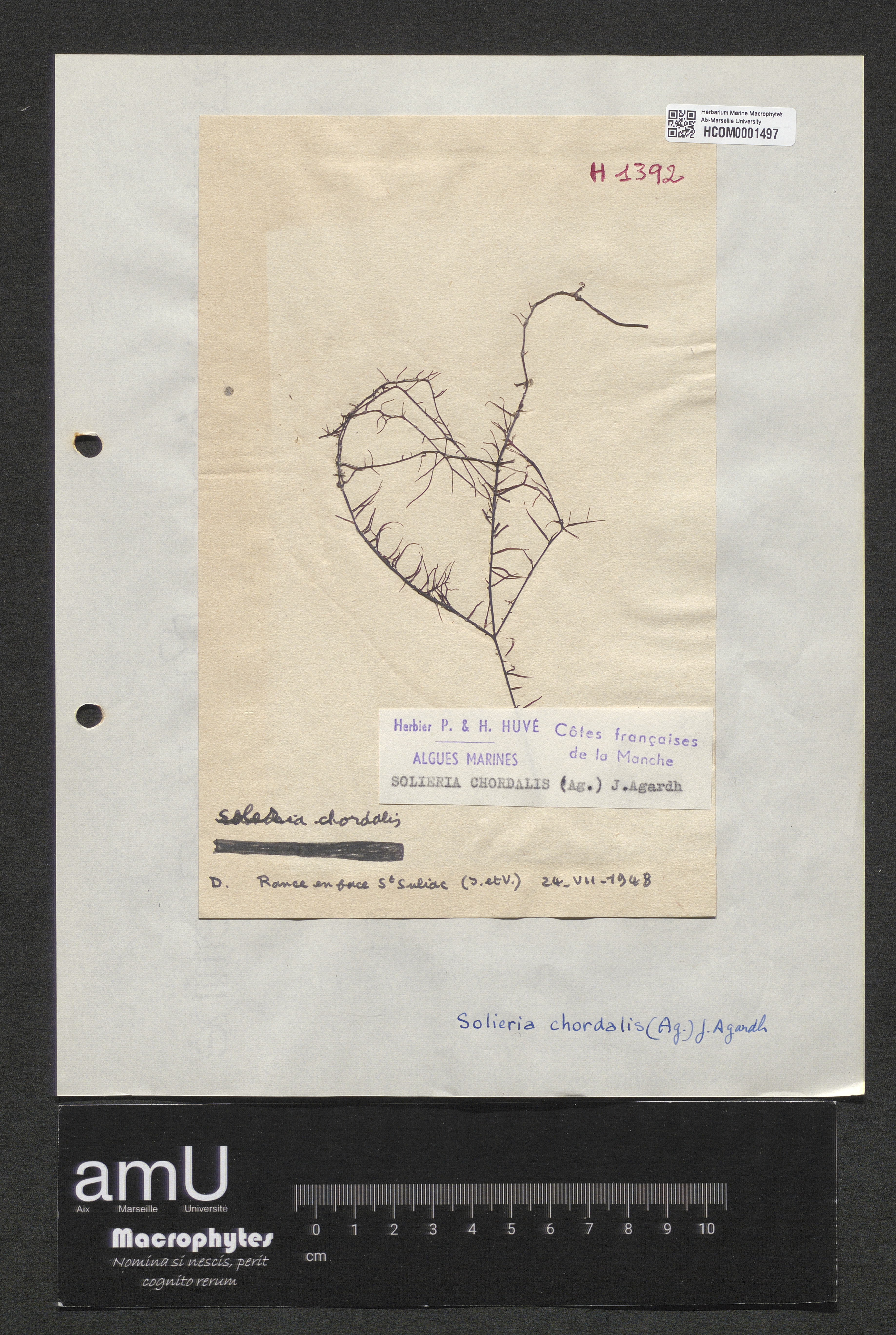 Solieria chordalis specimen