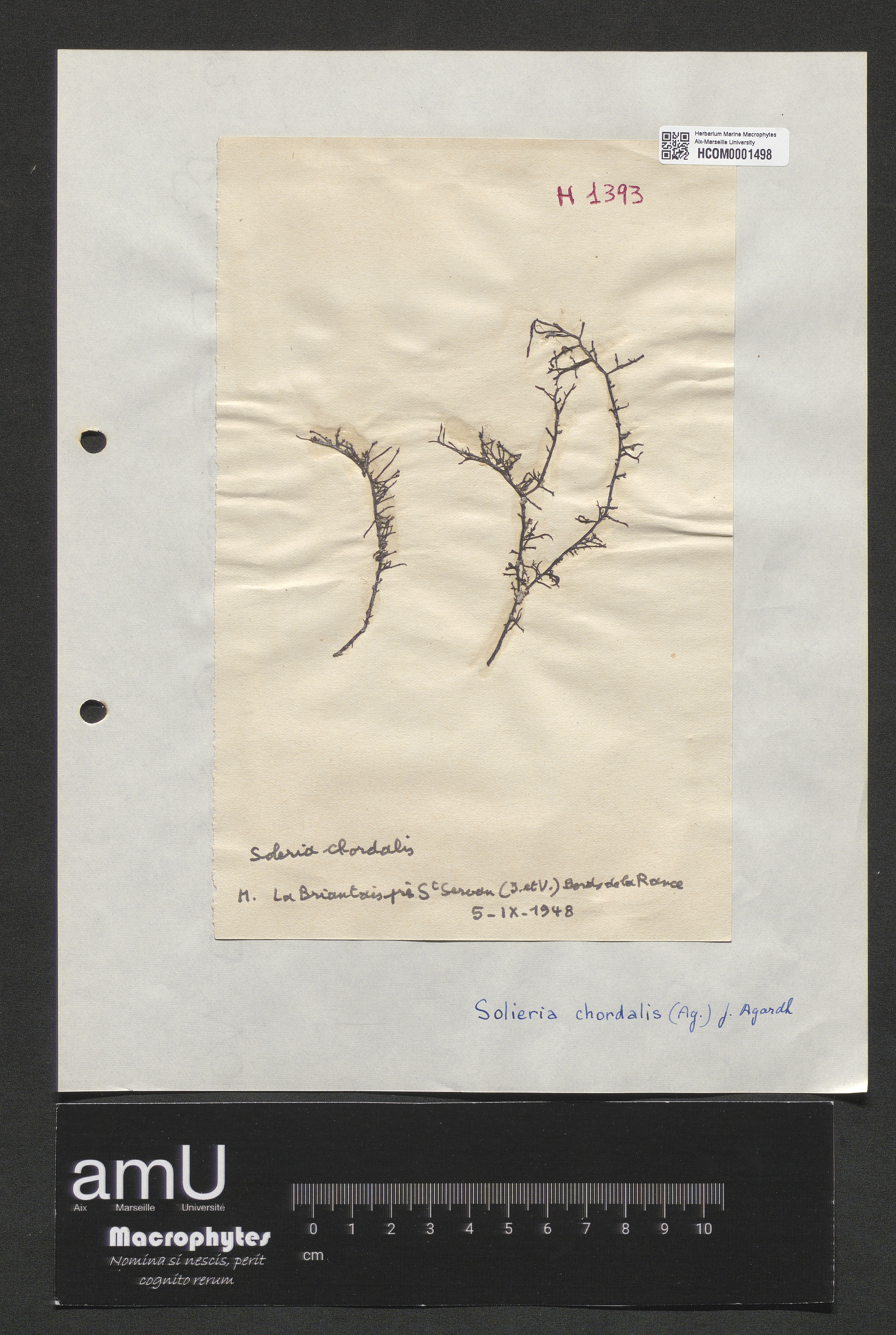 Solieria chordalis specimen