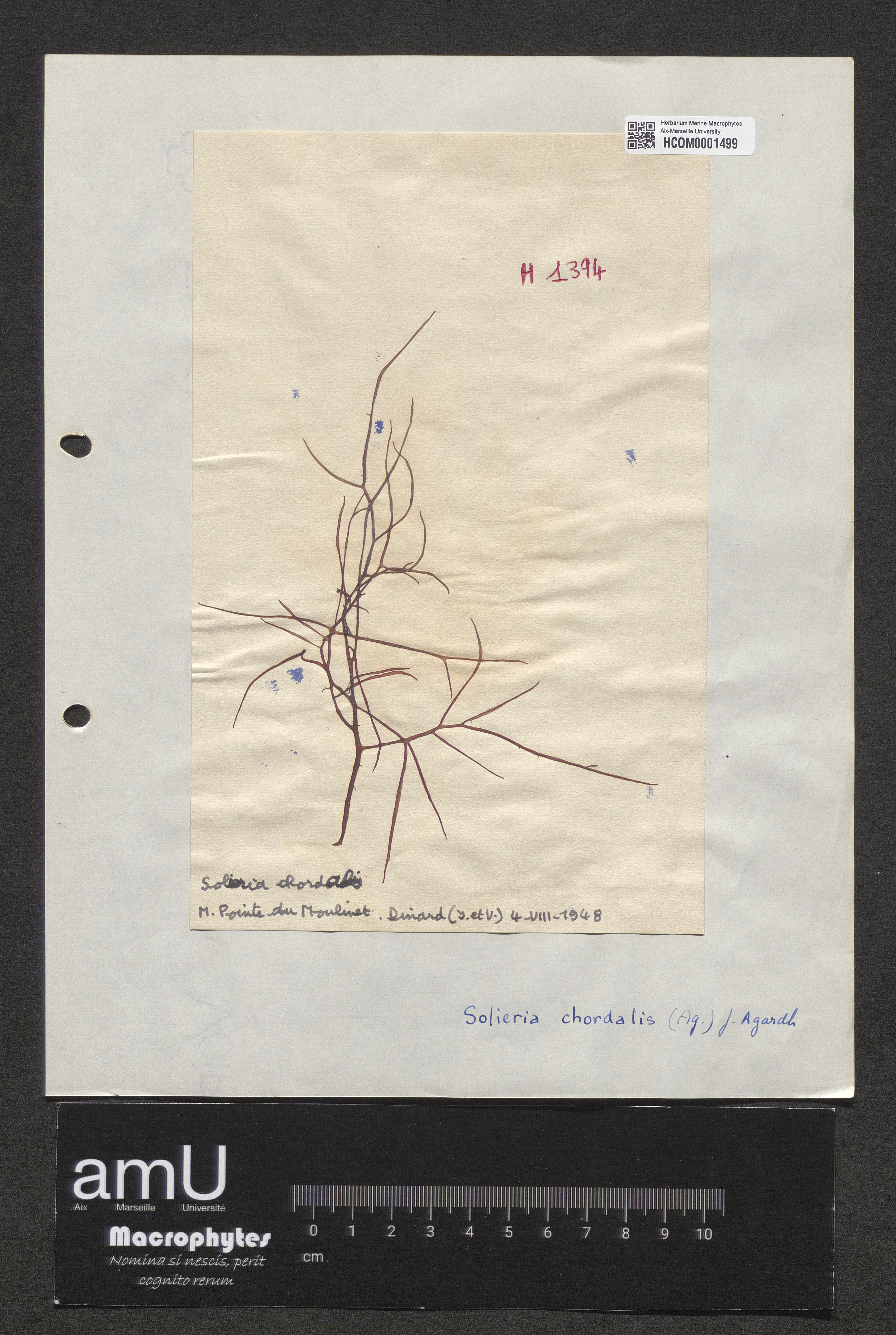 Solieria chordalis specimen