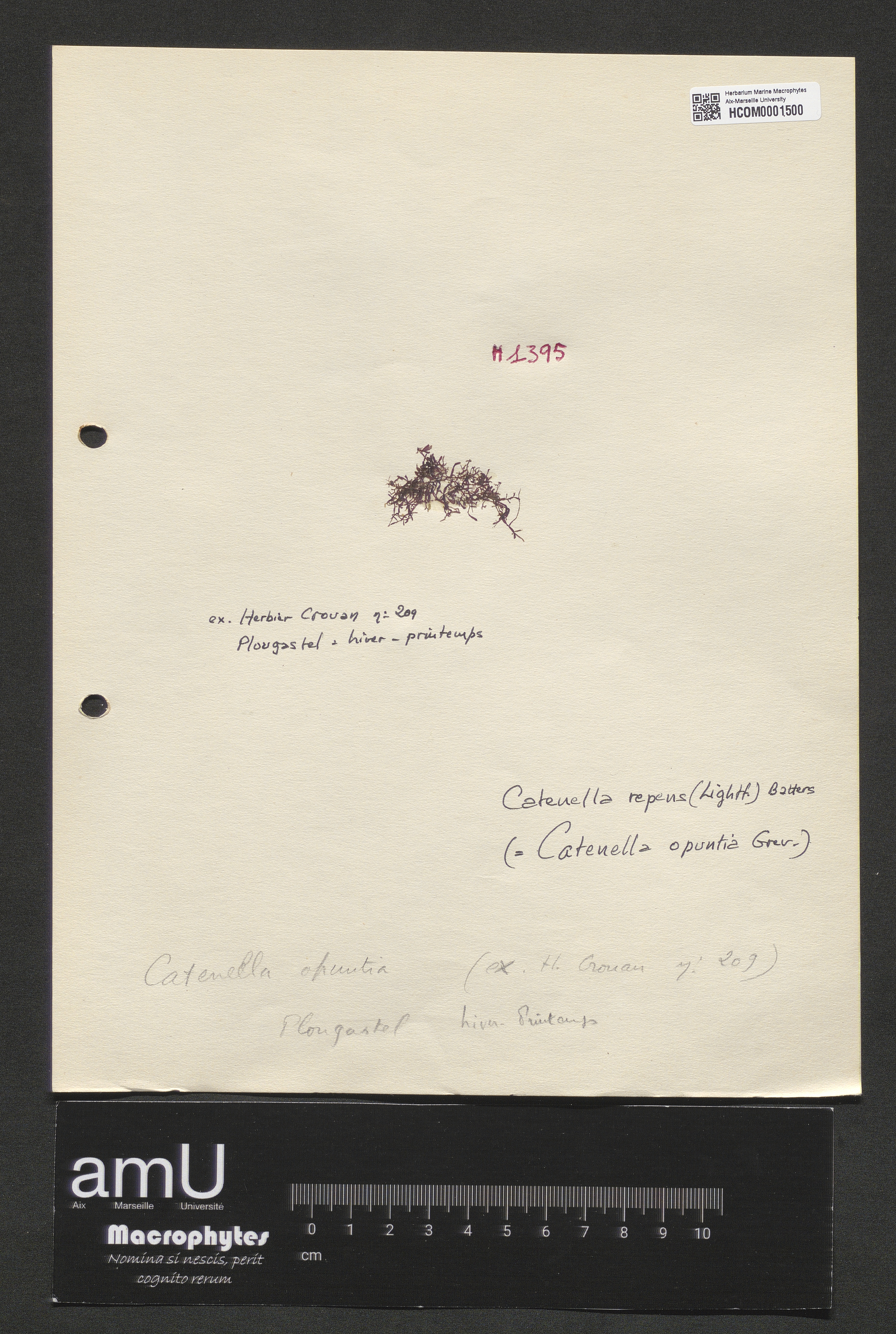 Catenella repens specimen