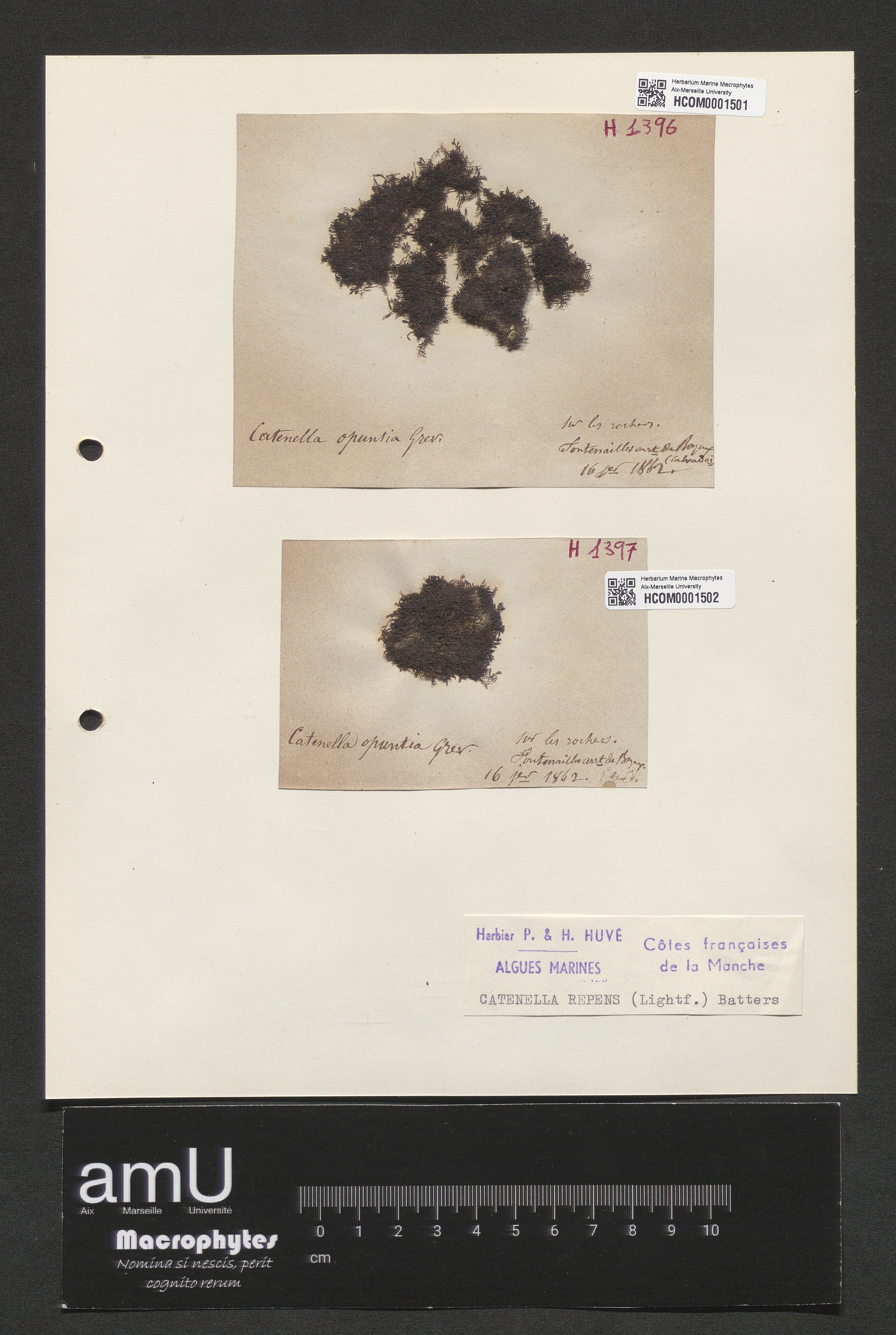 Catenella repens specimen