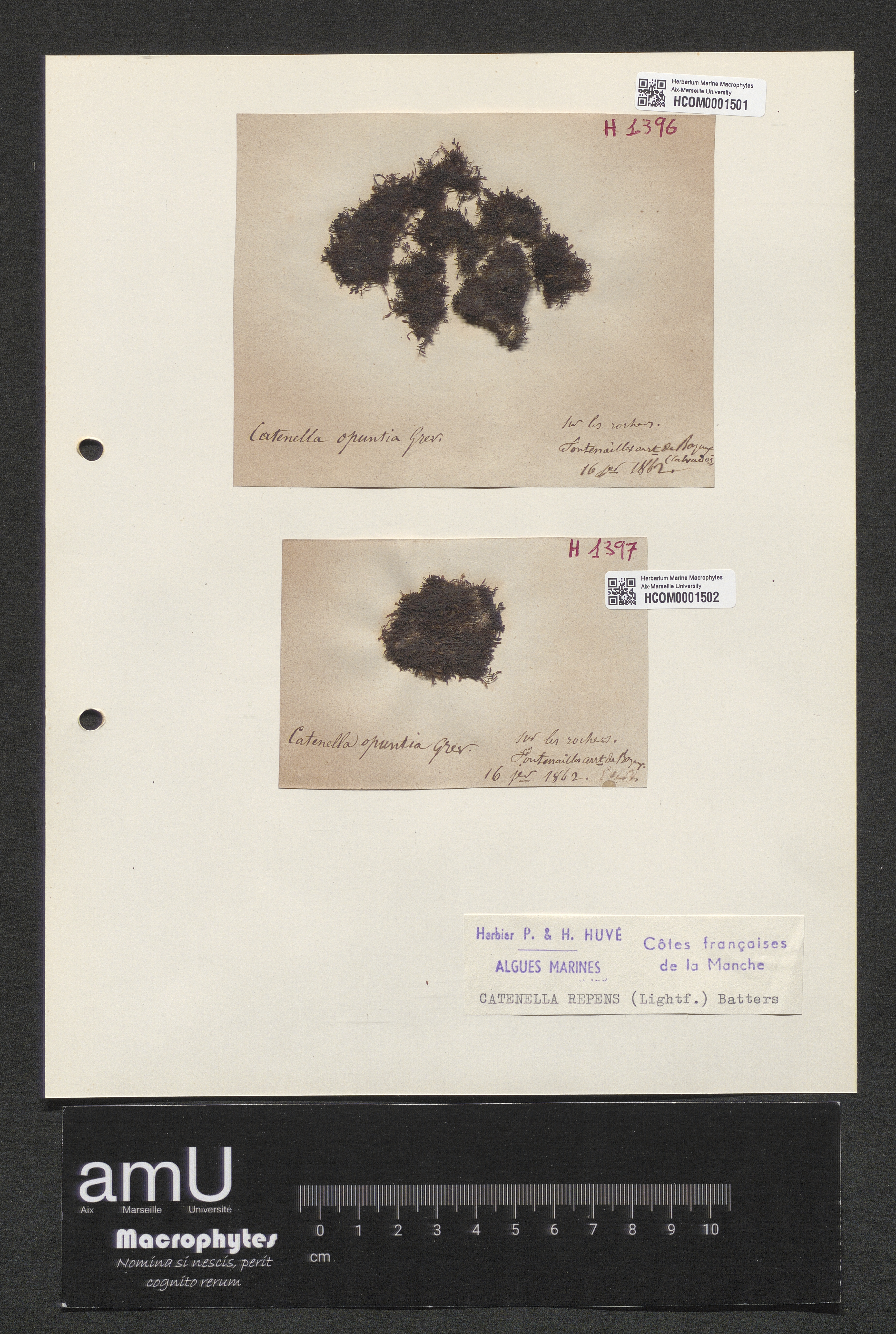 Catenella repens specimen