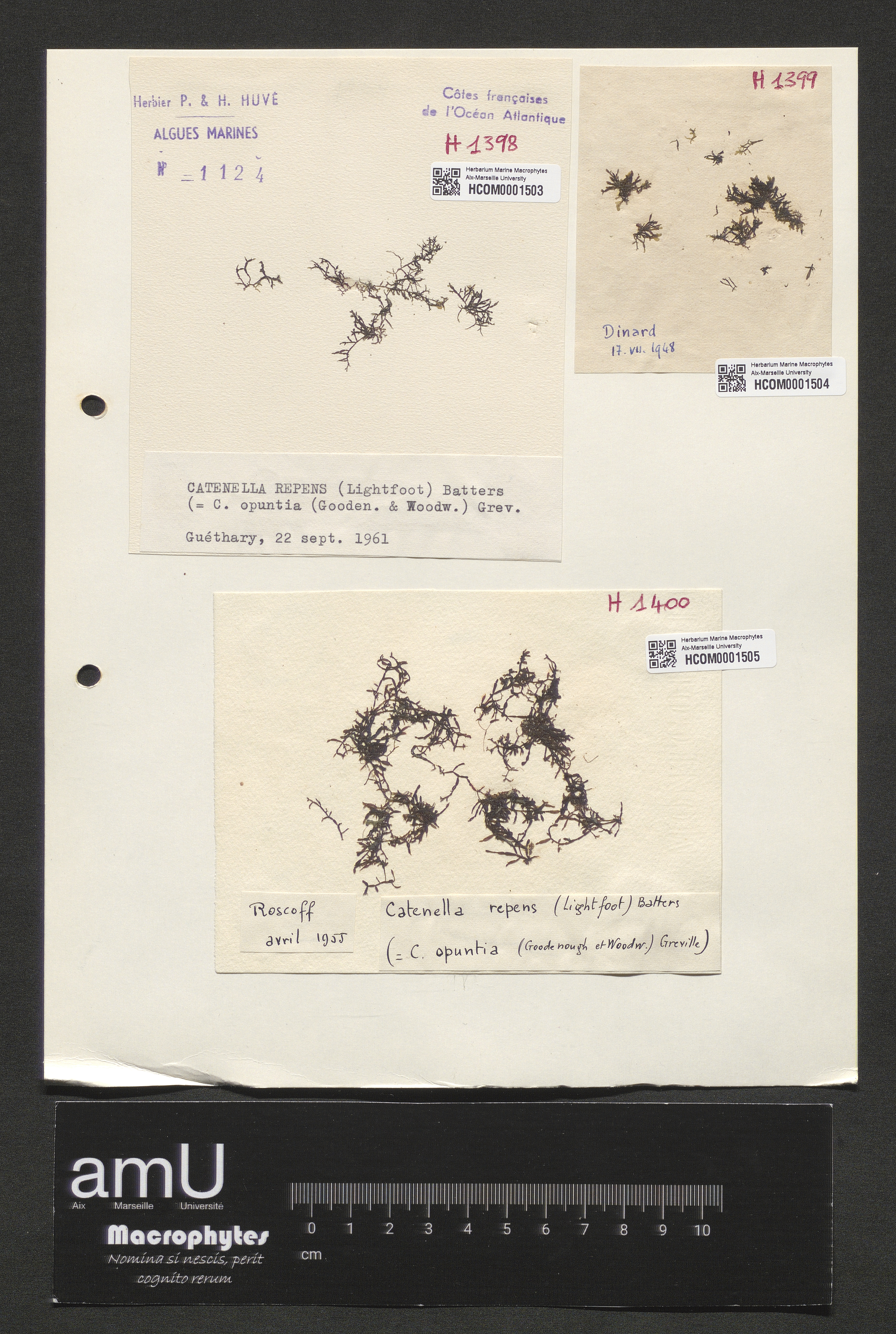 Catenella repens specimen