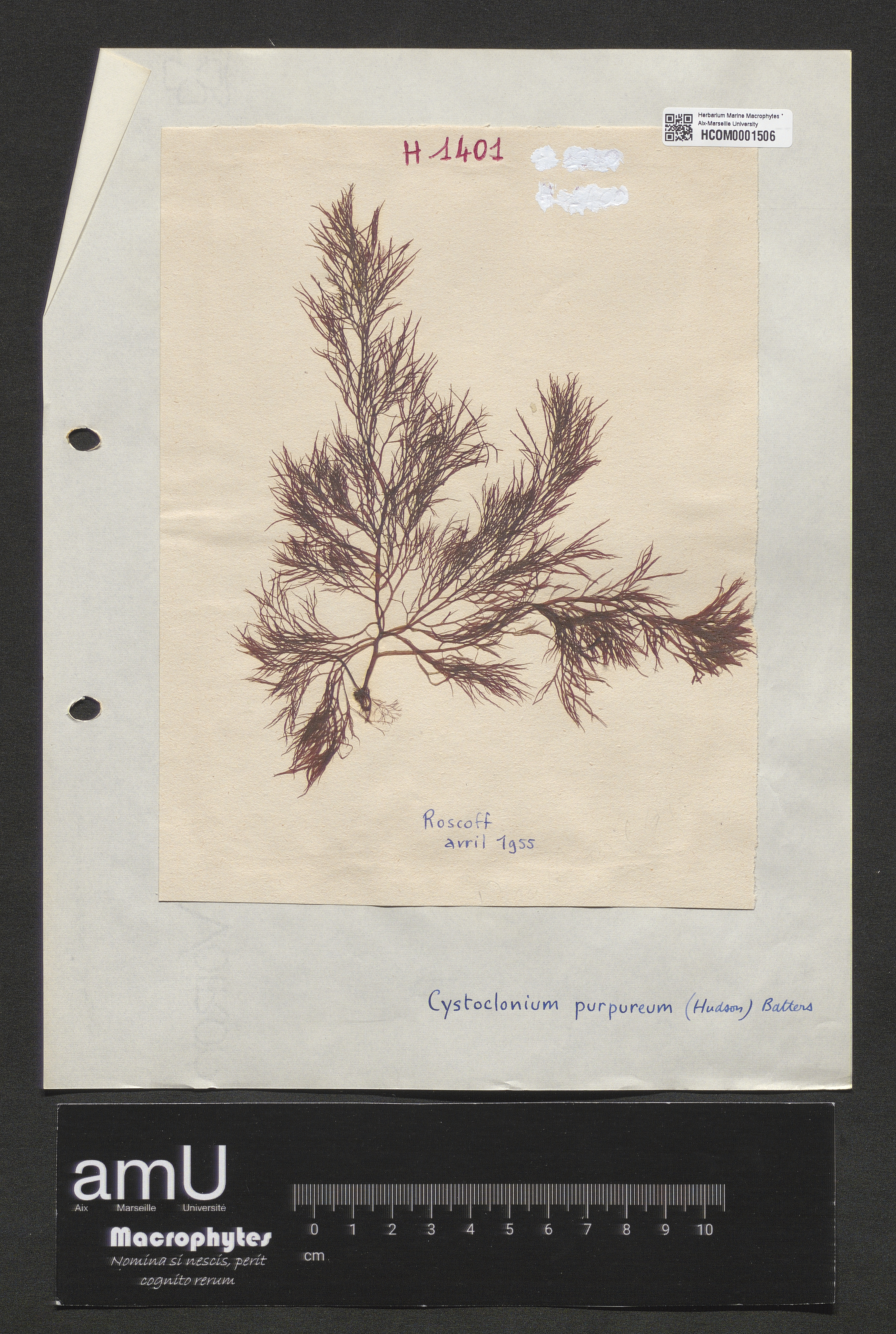 Cystoclonium purpureum specimen