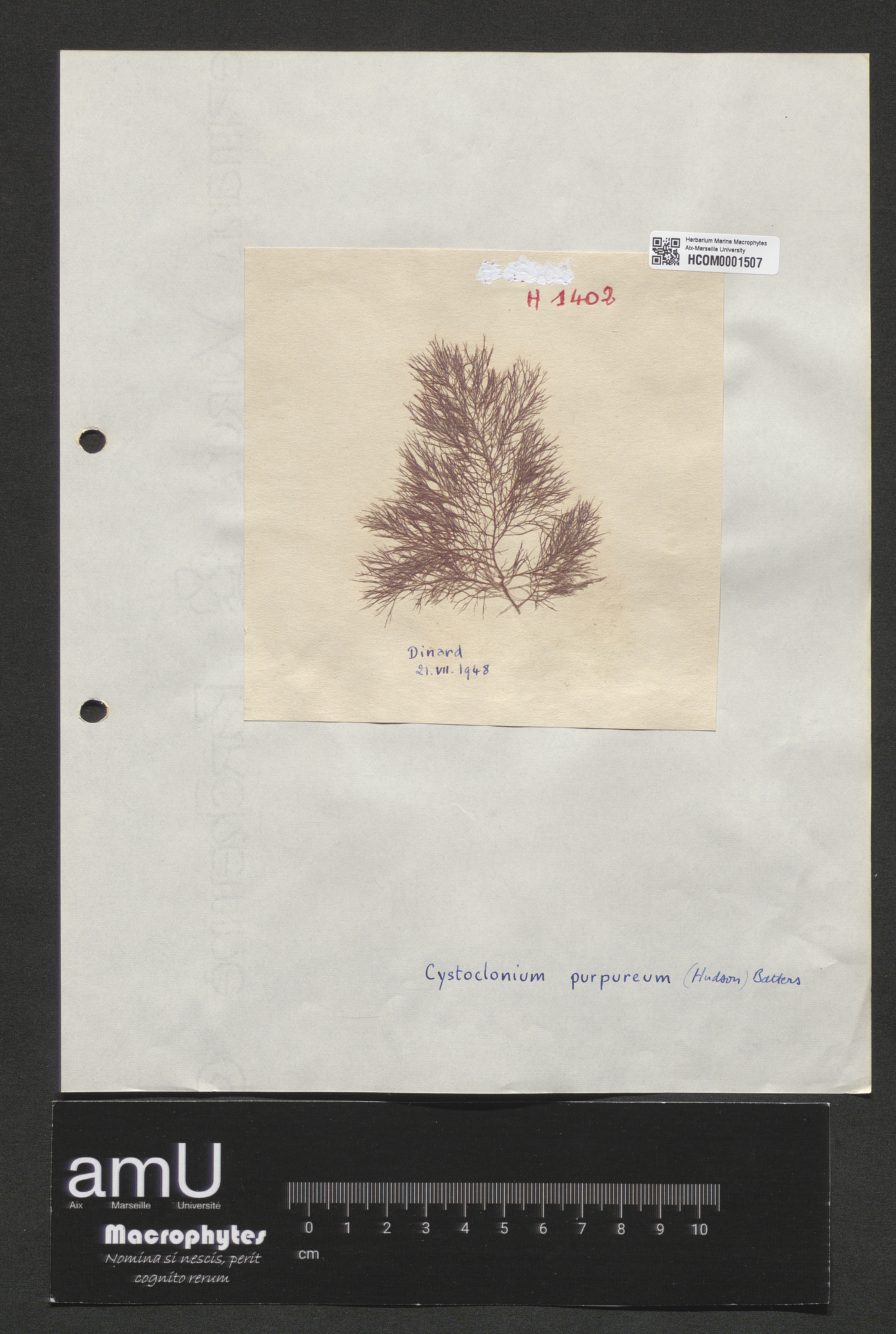 Cystoclonium purpureum specimen