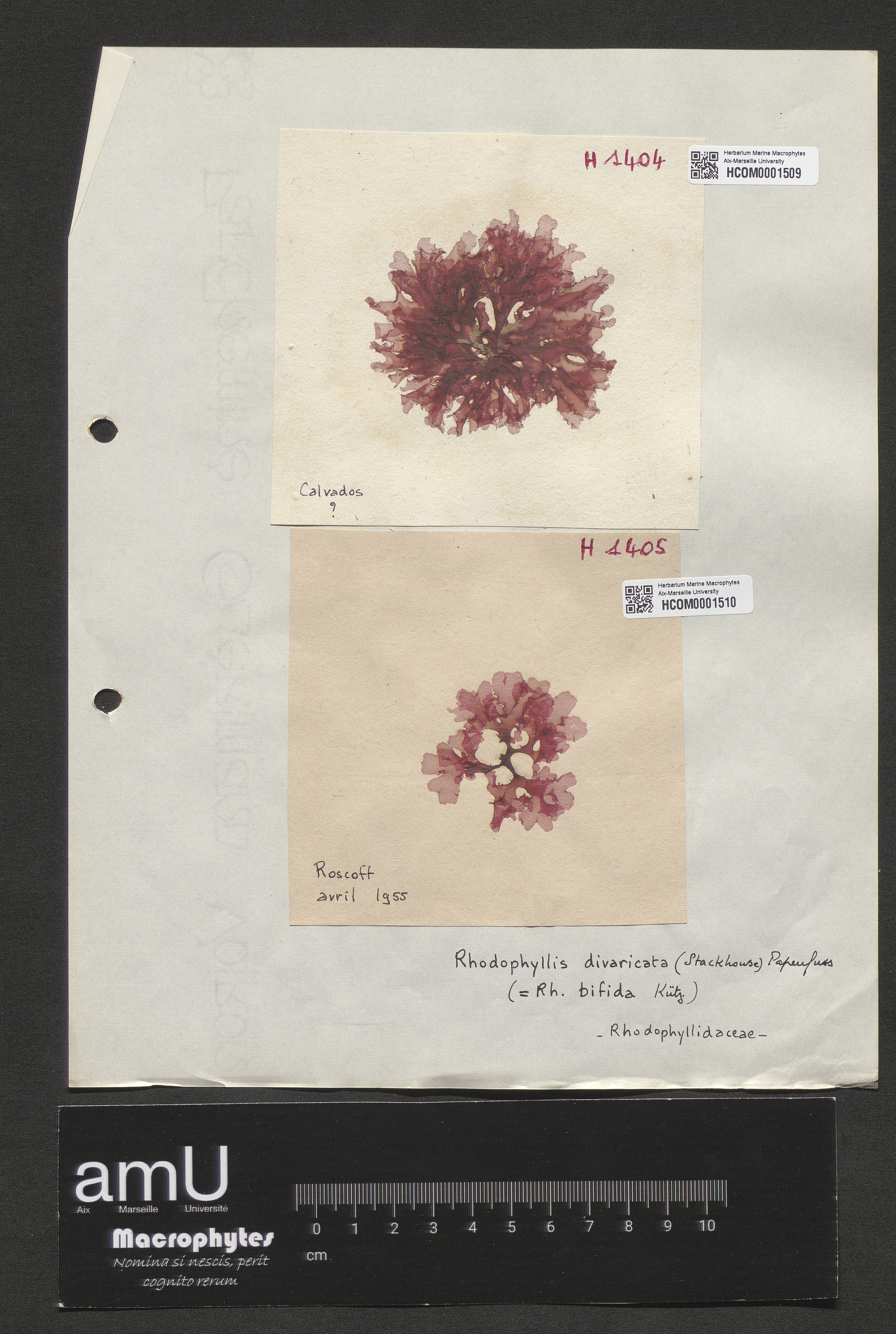 Rhodophyllis divaricata specimen