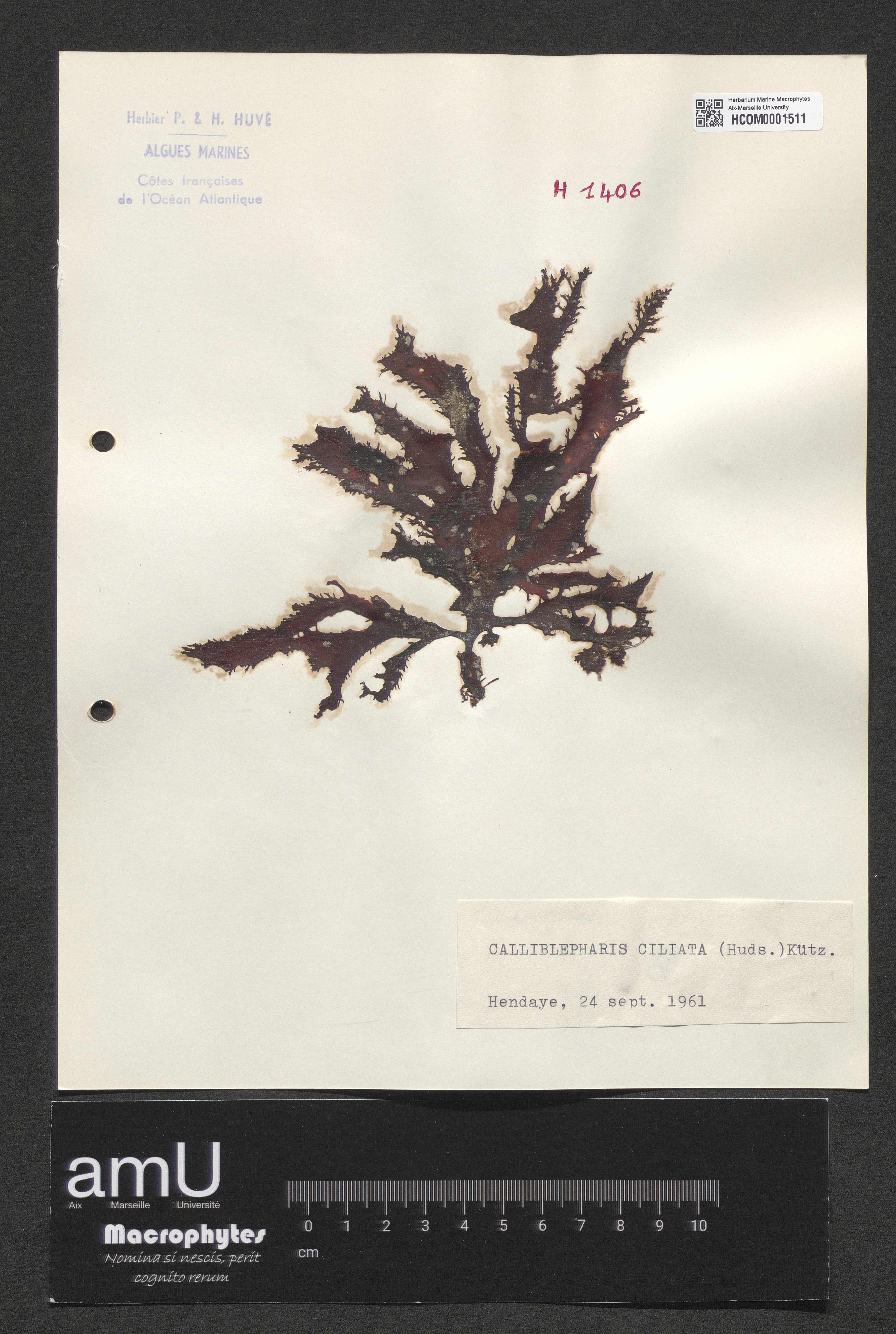 Calliblepharis ciliata specimen