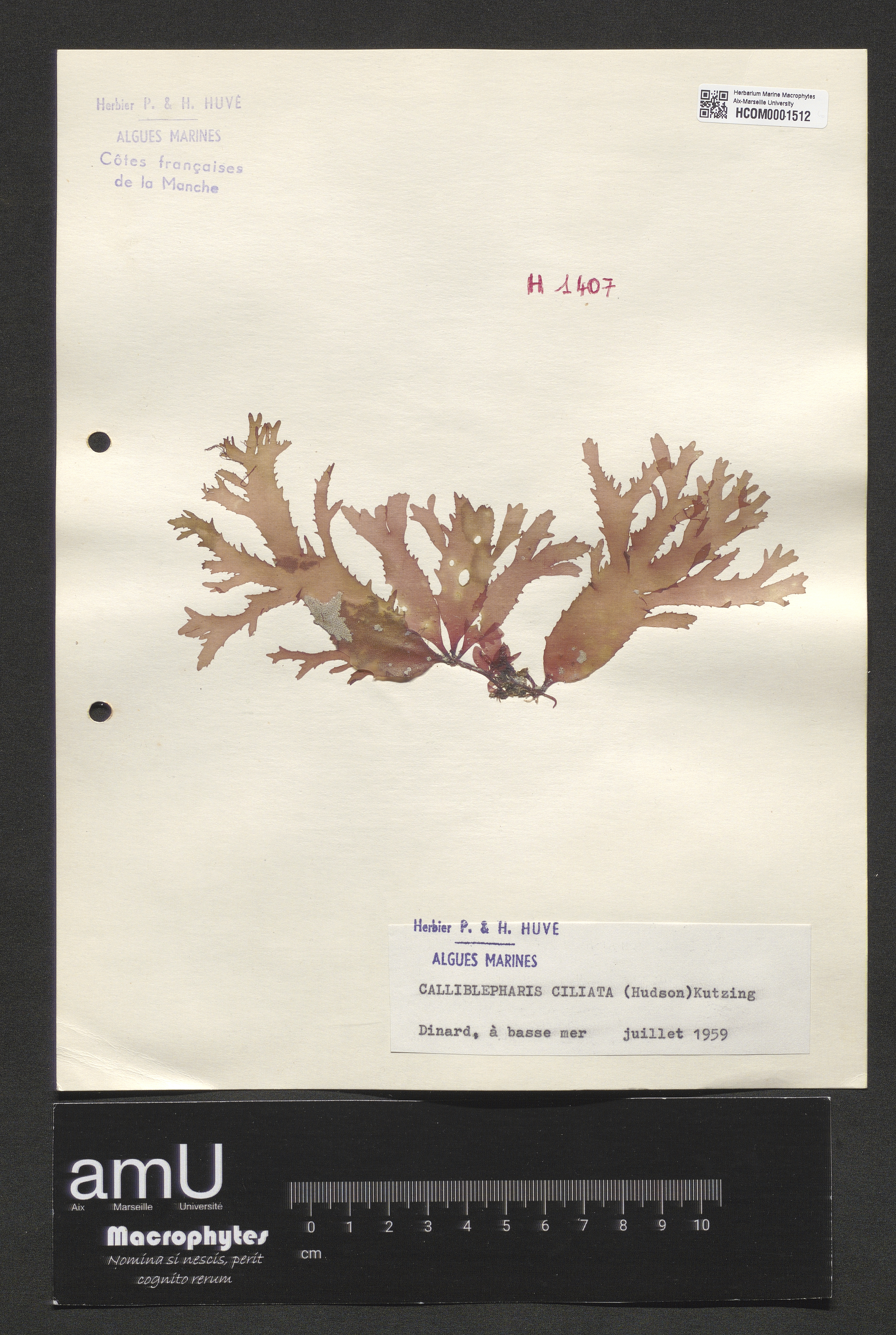 Calliblepharis ciliata specimen
