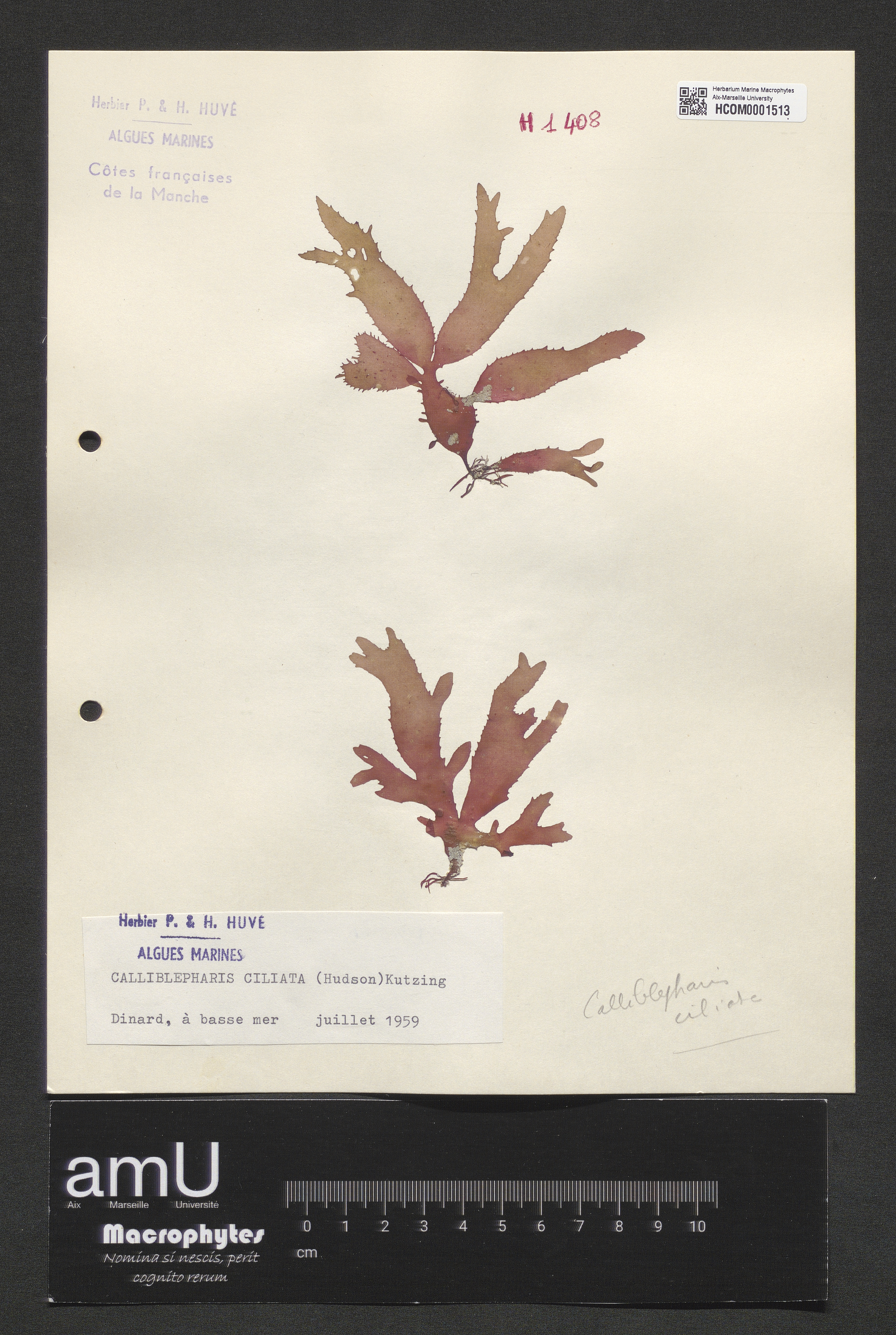 Calliblepharis ciliata specimen