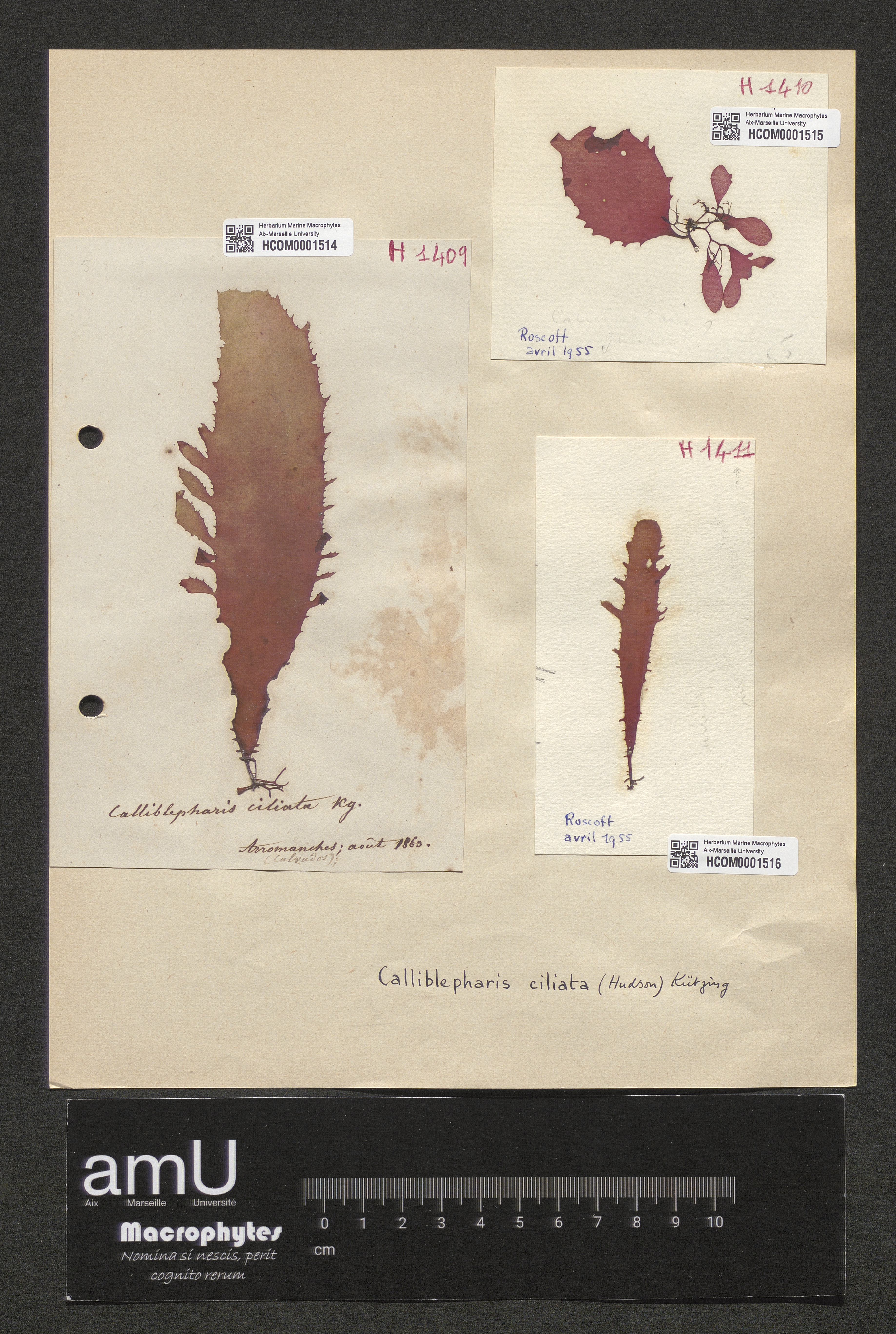 Calliblepharis ciliata specimen