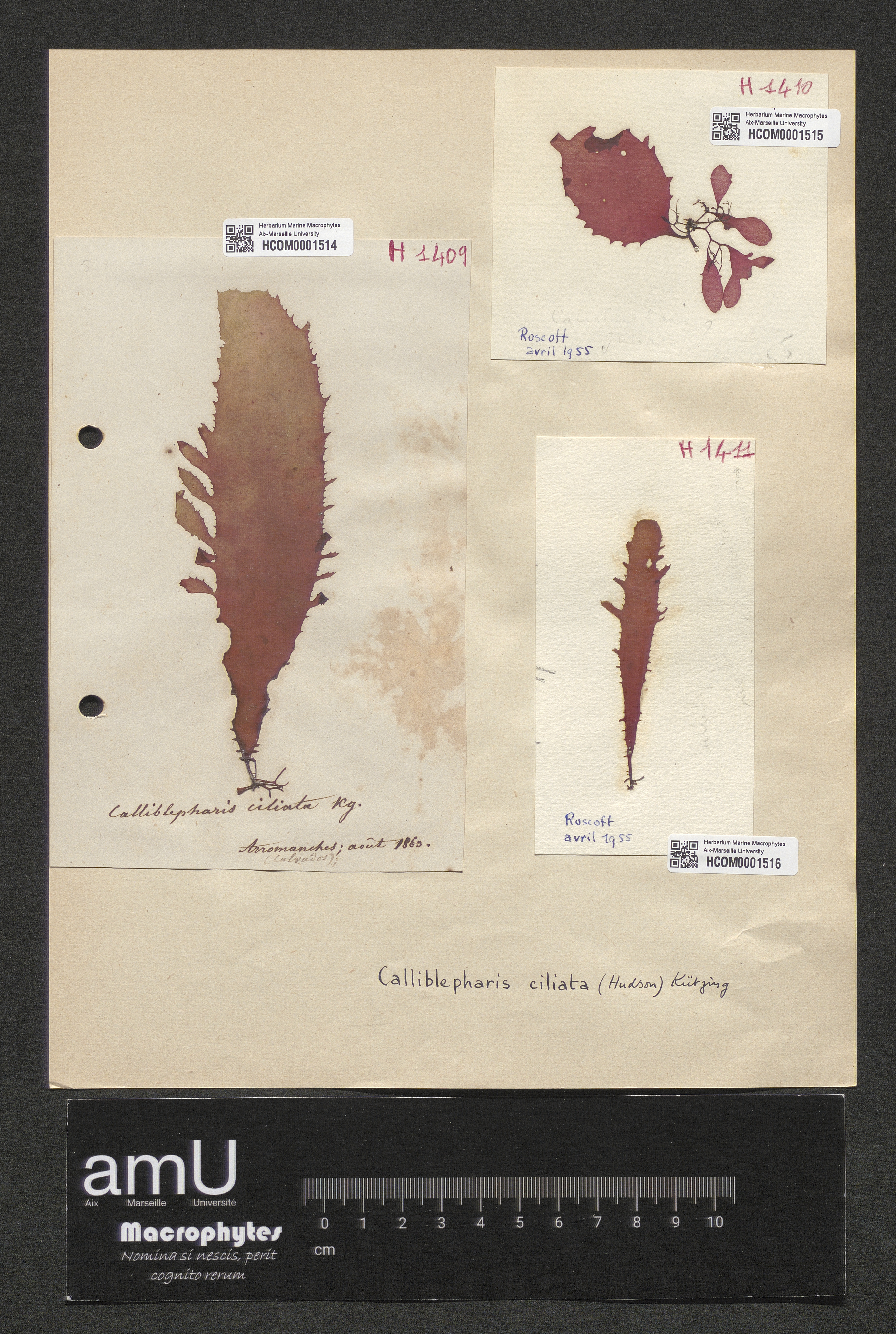 Calliblepharis ciliata specimen