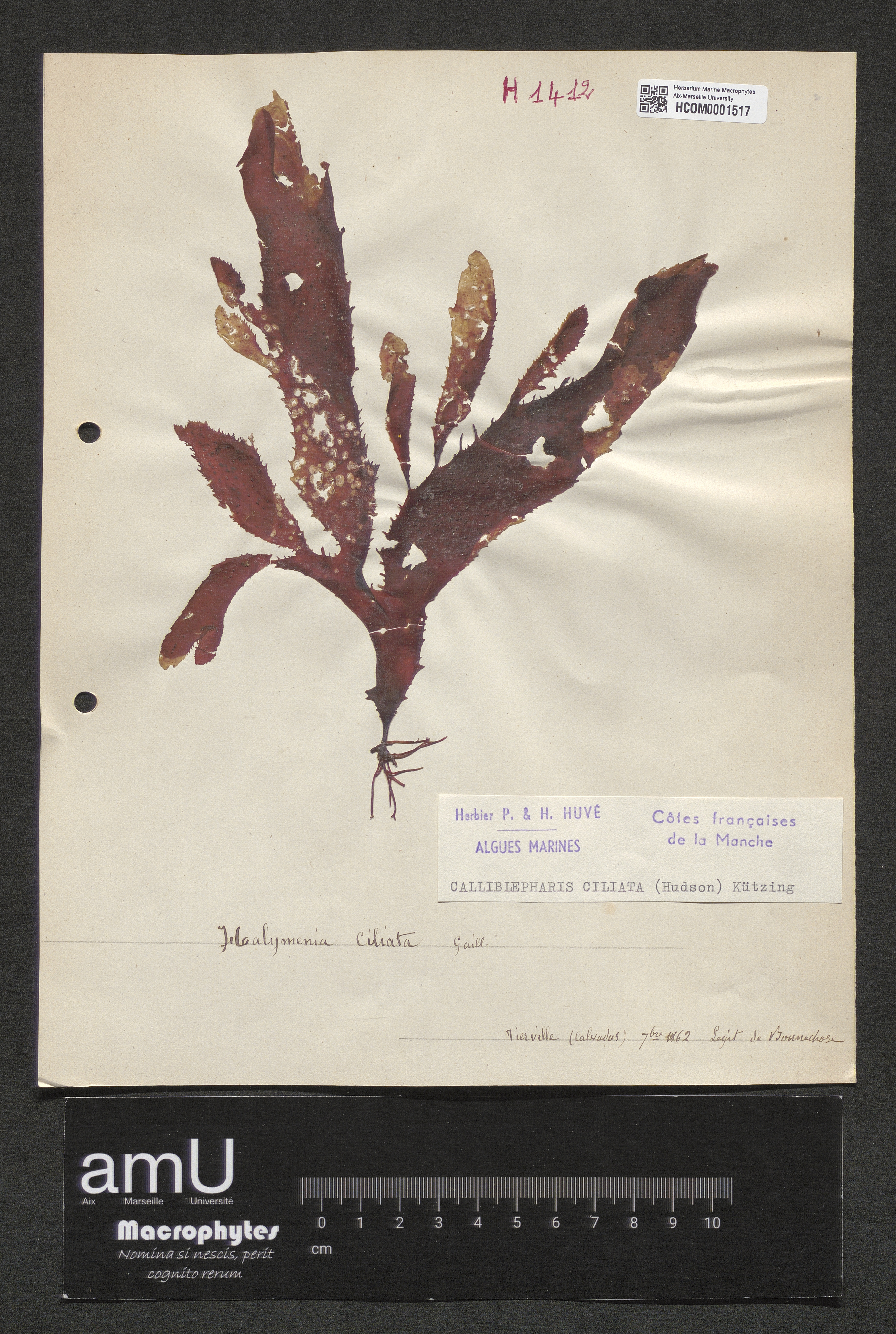 Calliblepharis ciliata specimen
