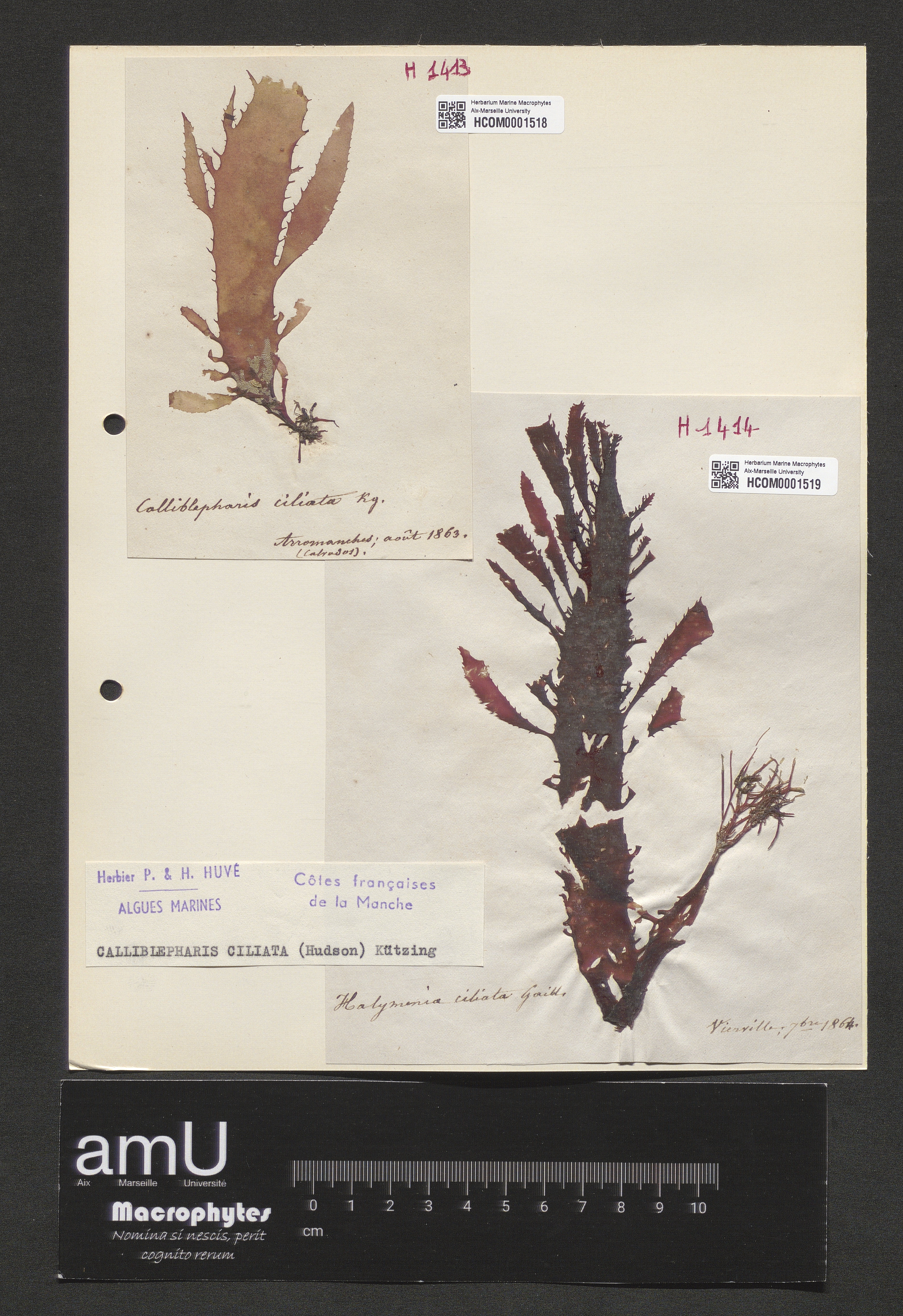 Calliblepharis ciliata specimen