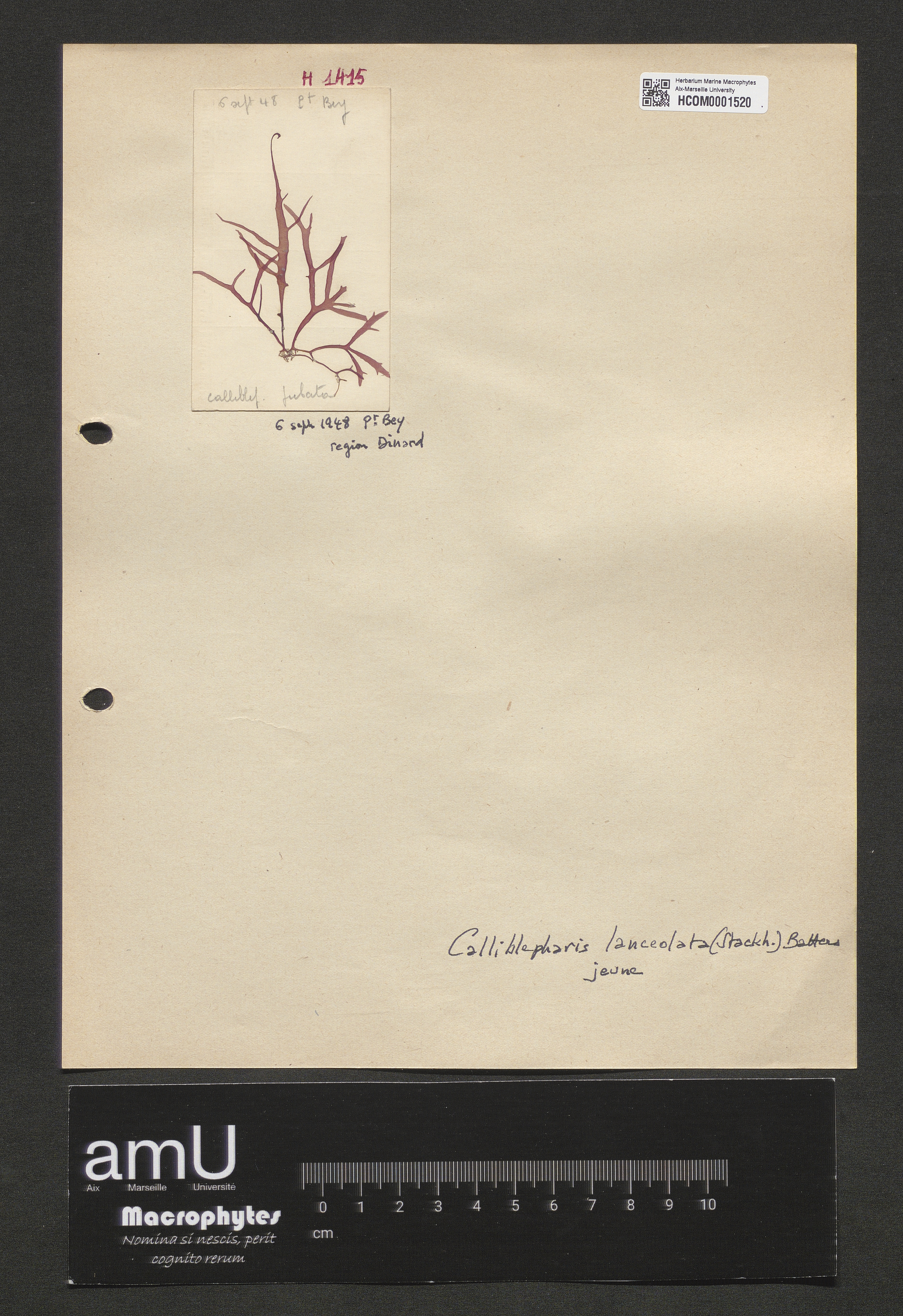 Calliblepharis lanceolata specimen