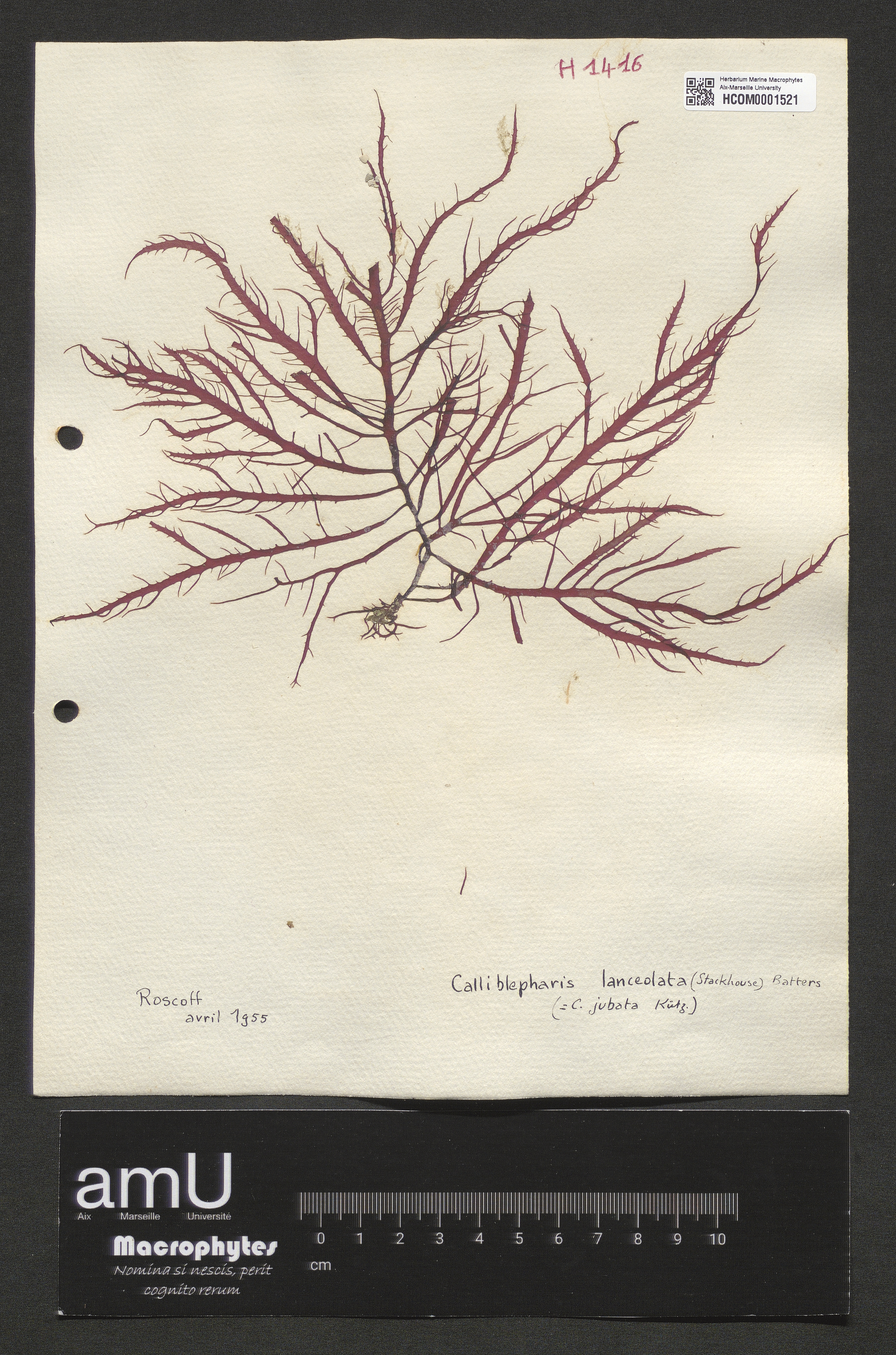 Calliblepharis lanceolata specimen