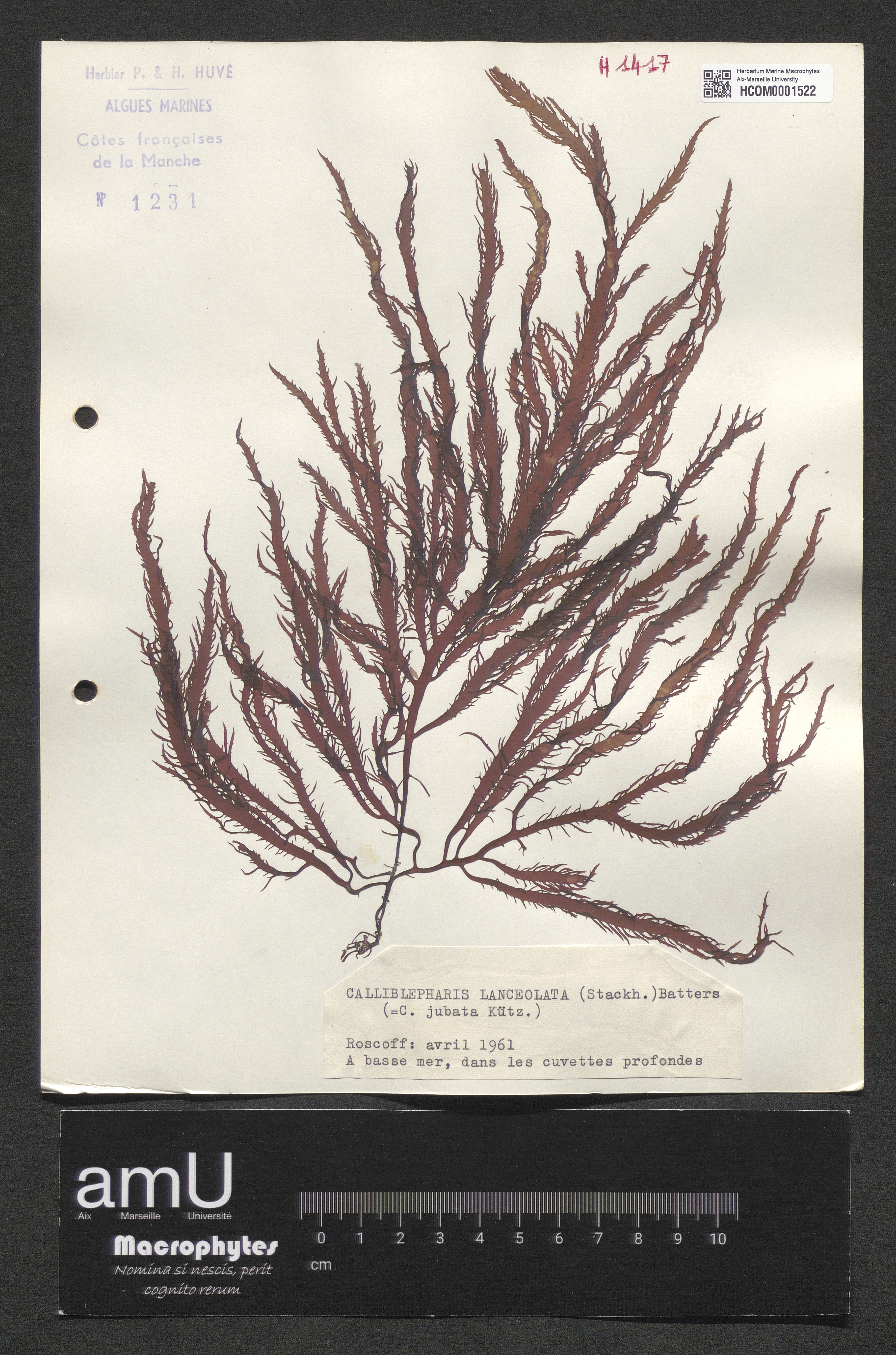 Calliblepharis lanceolata specimen