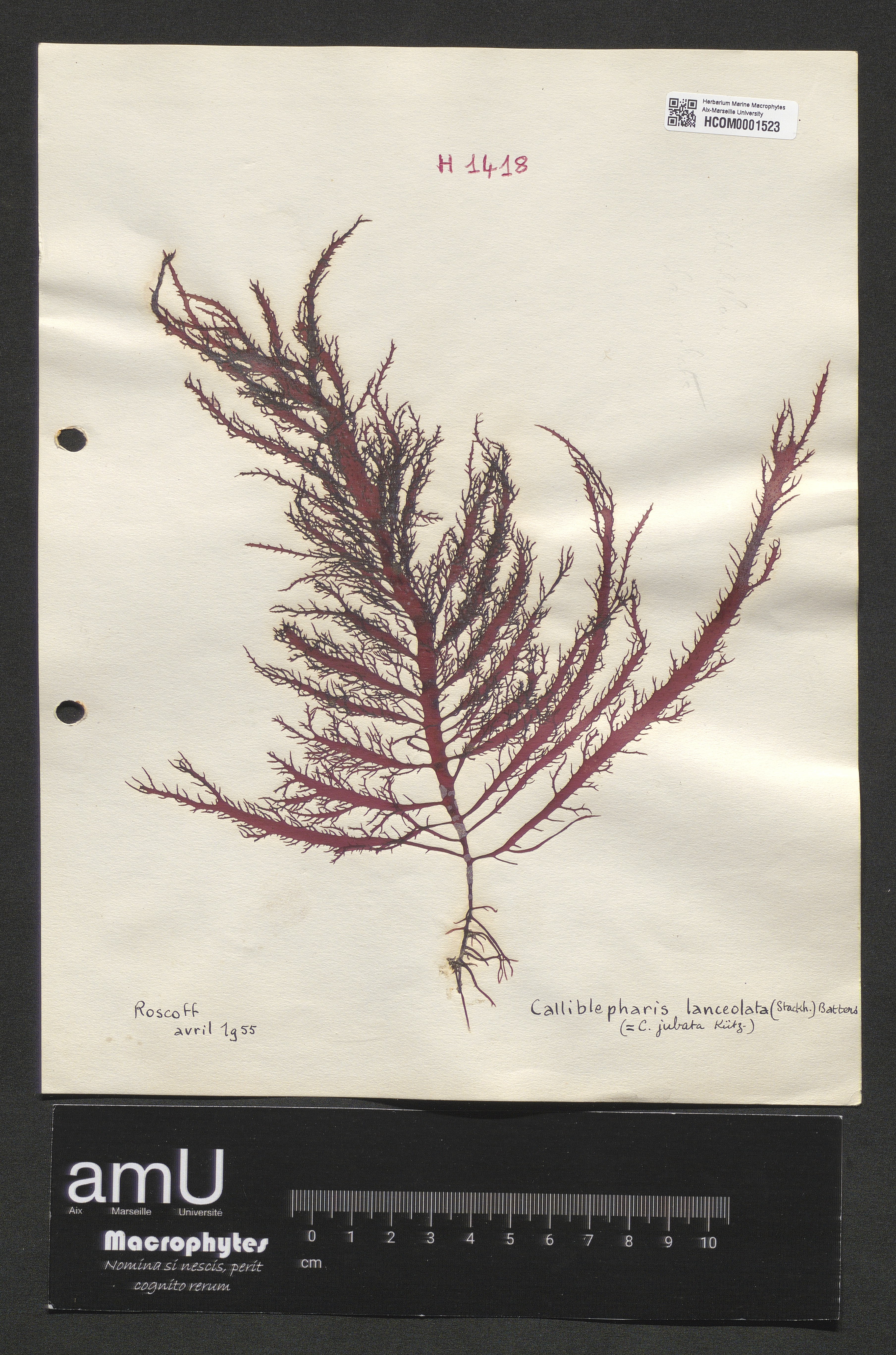 Calliblepharis lanceolata specimen