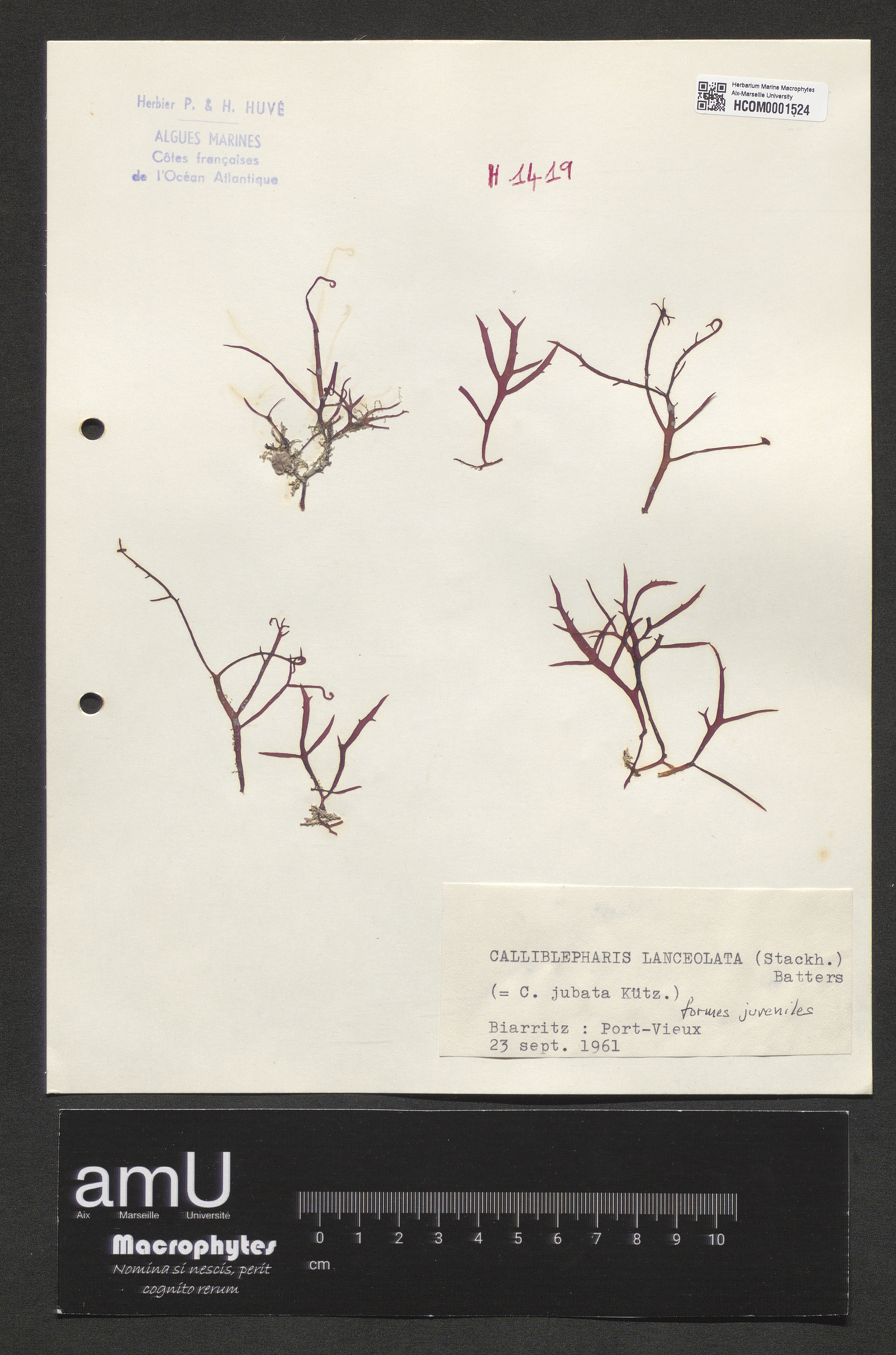 Calliblepharis lanceolata specimen