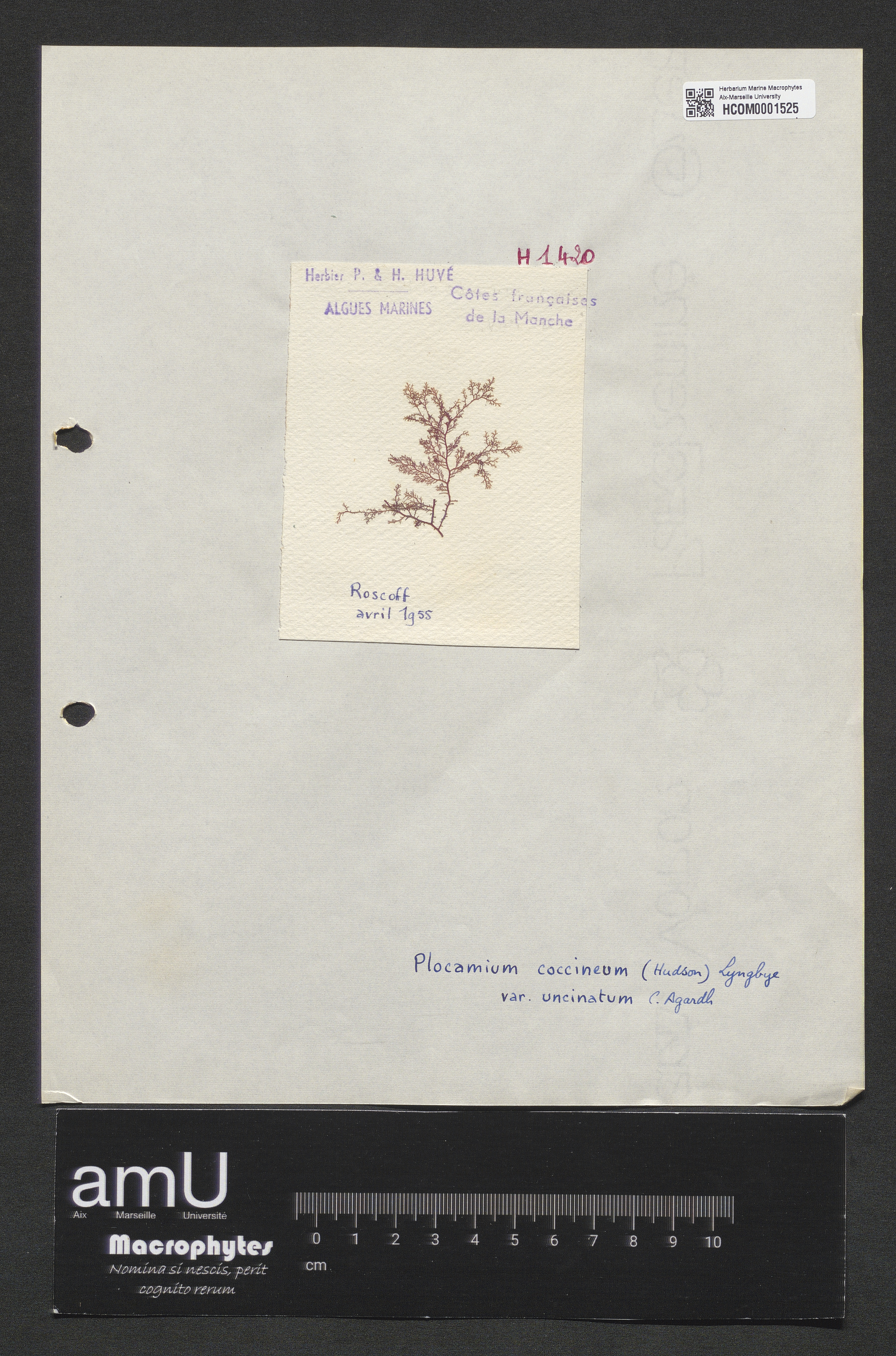 Plocamium coccineum var. uncinatum specimen