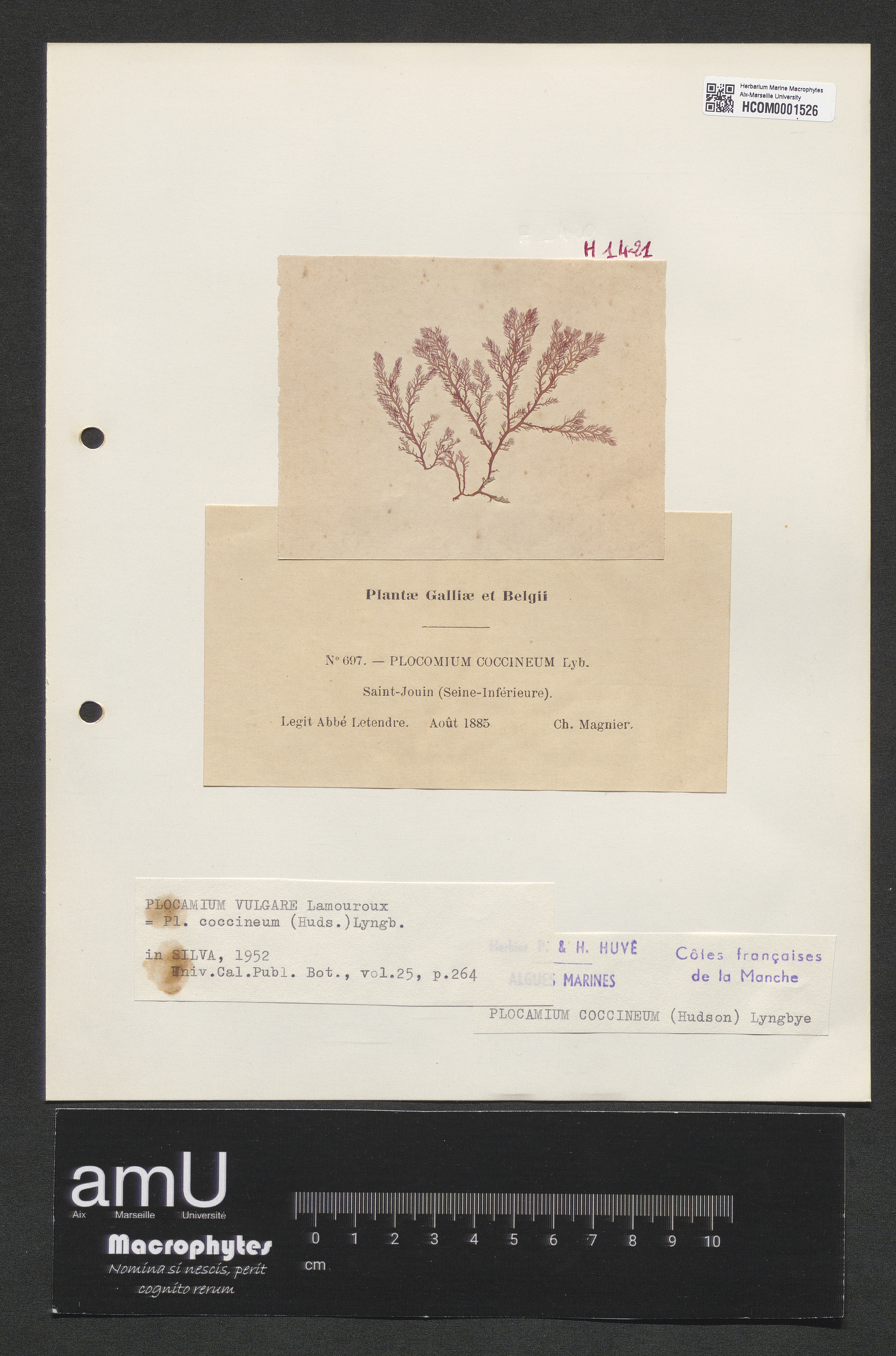 Plocamium coccineum specimen