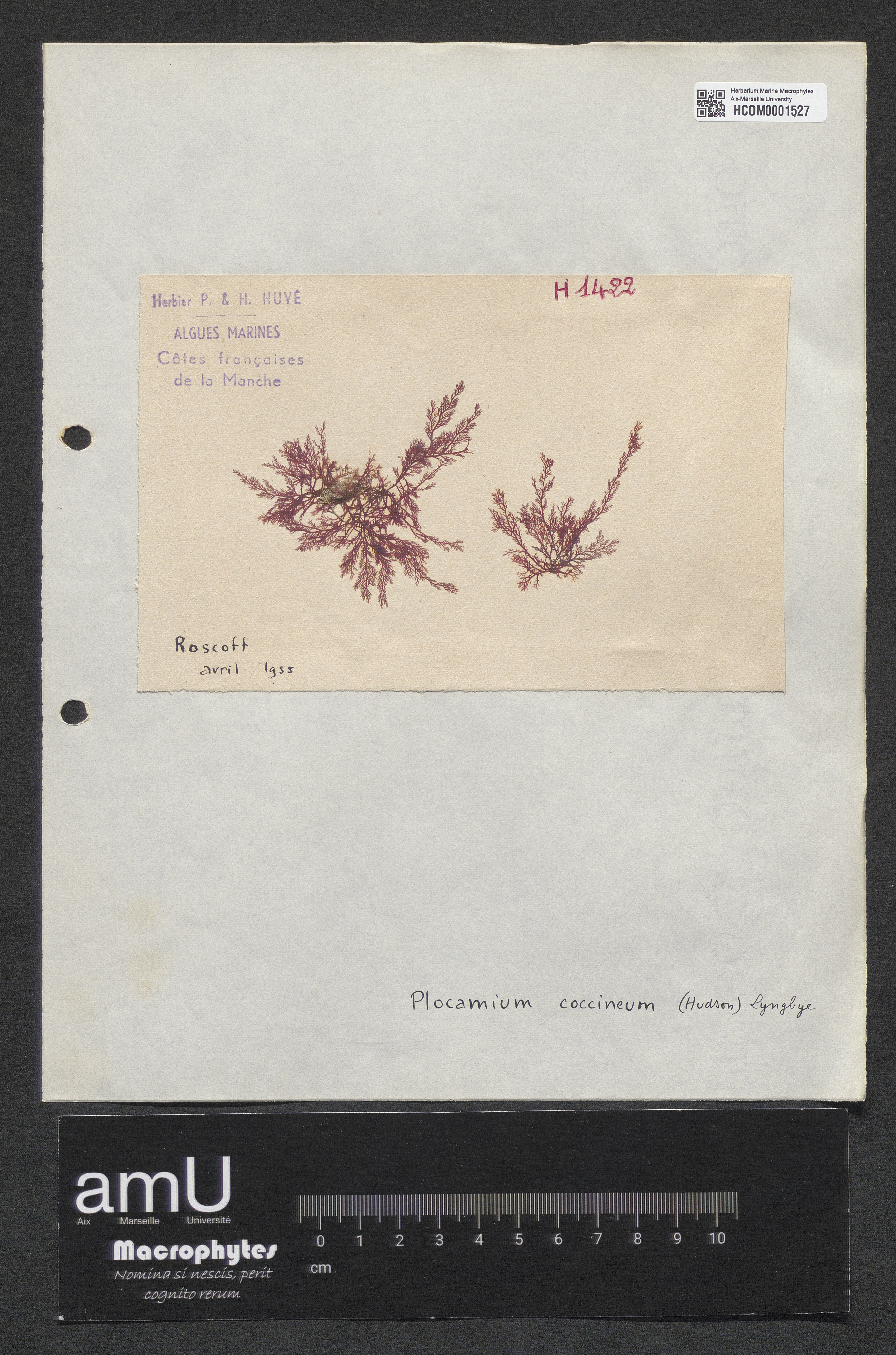 Plocamium coccineum specimen
