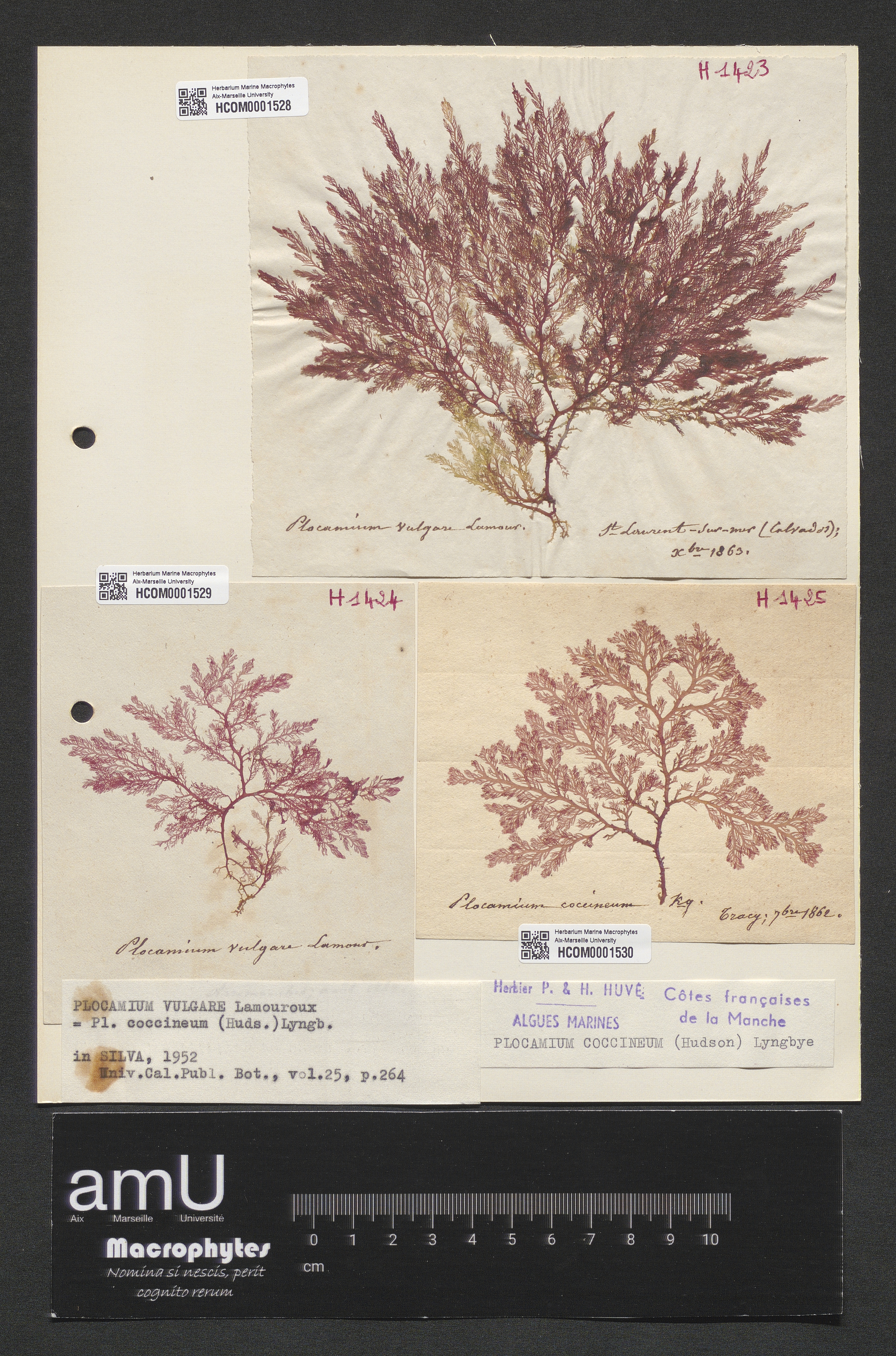Plocamium coccineum specimen