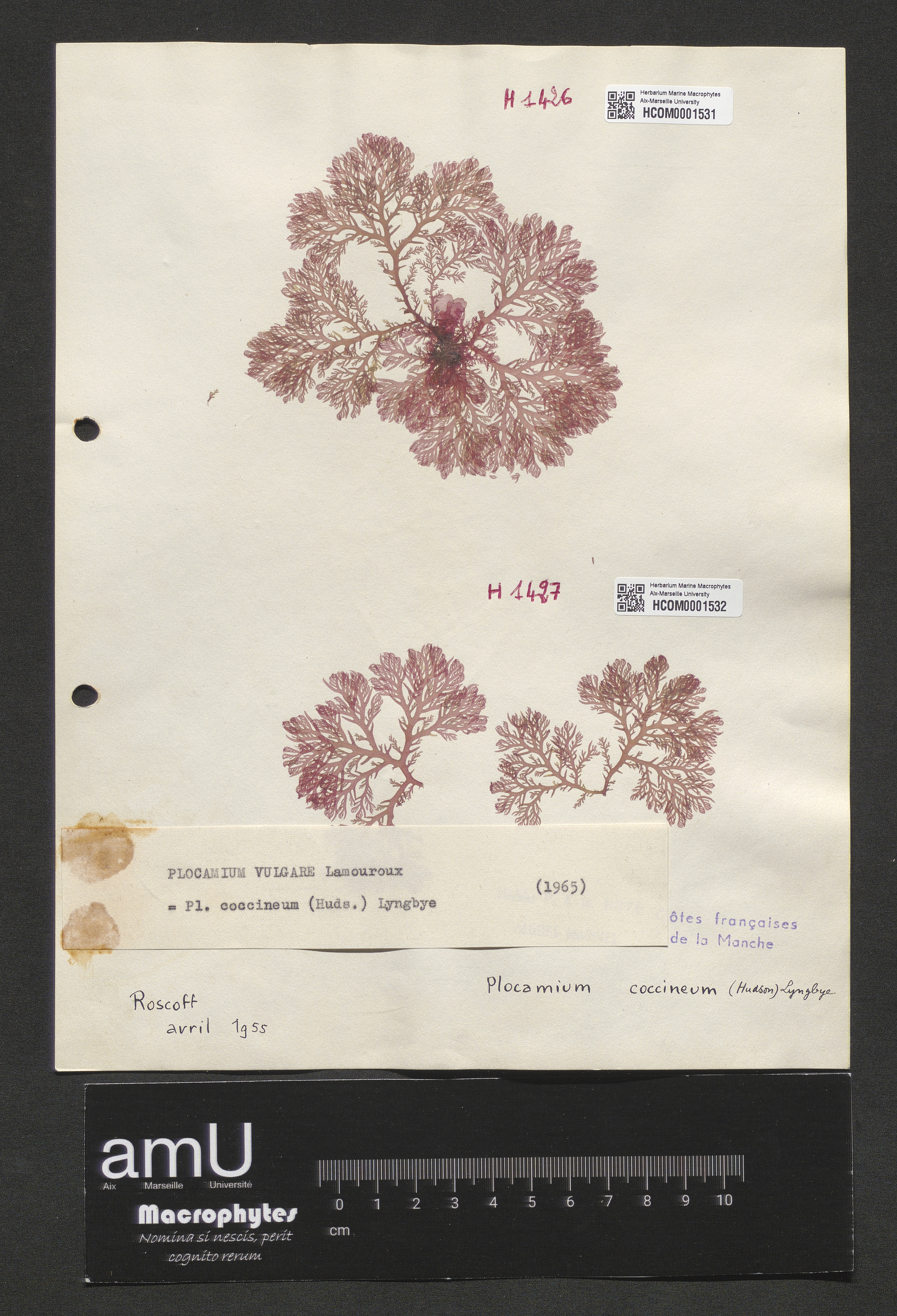 Plocamium coccineum specimen