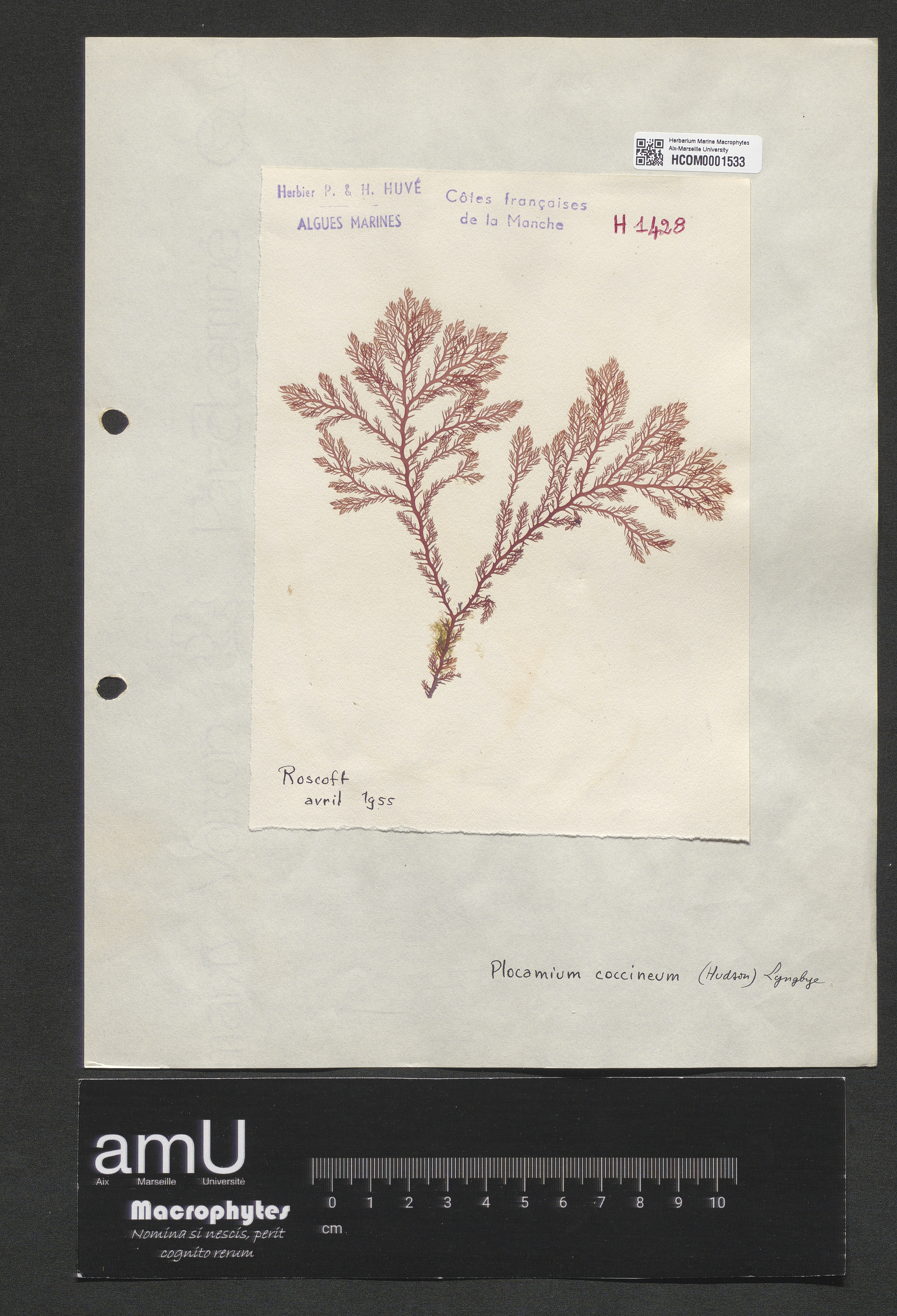 Plocamium coccineum specimen