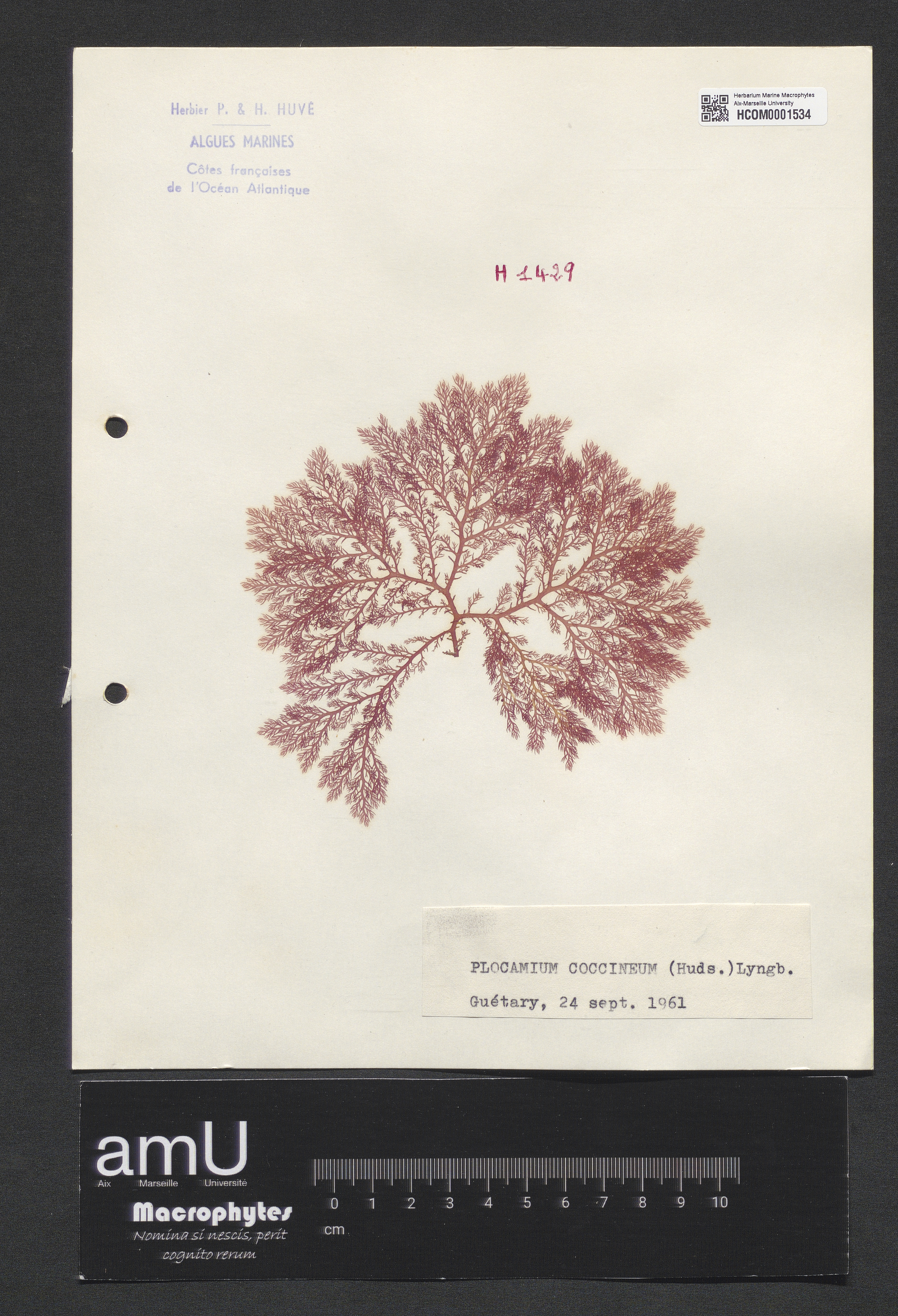 Plocamium coccineum specimen