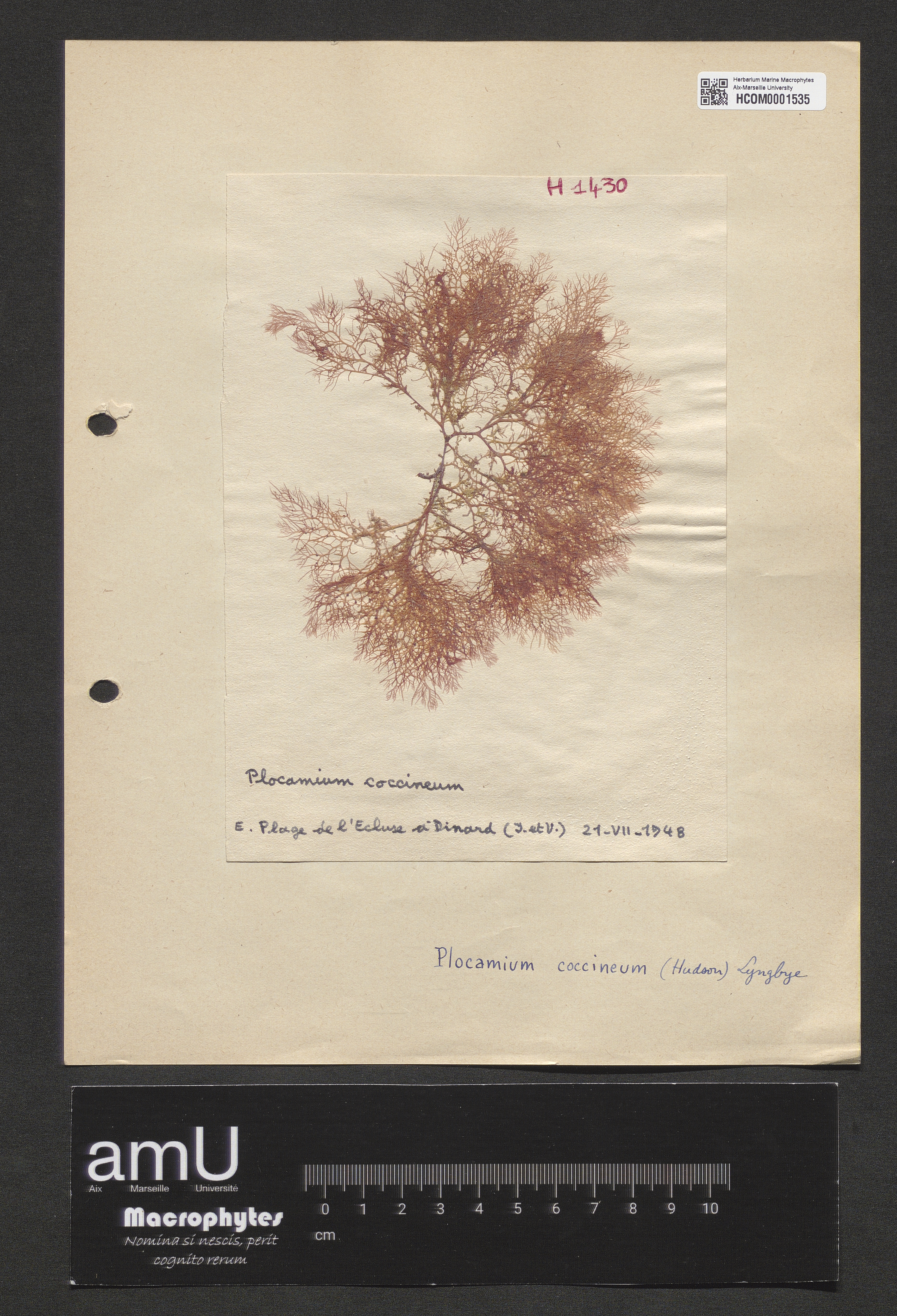 Plocamium coccineum specimen
