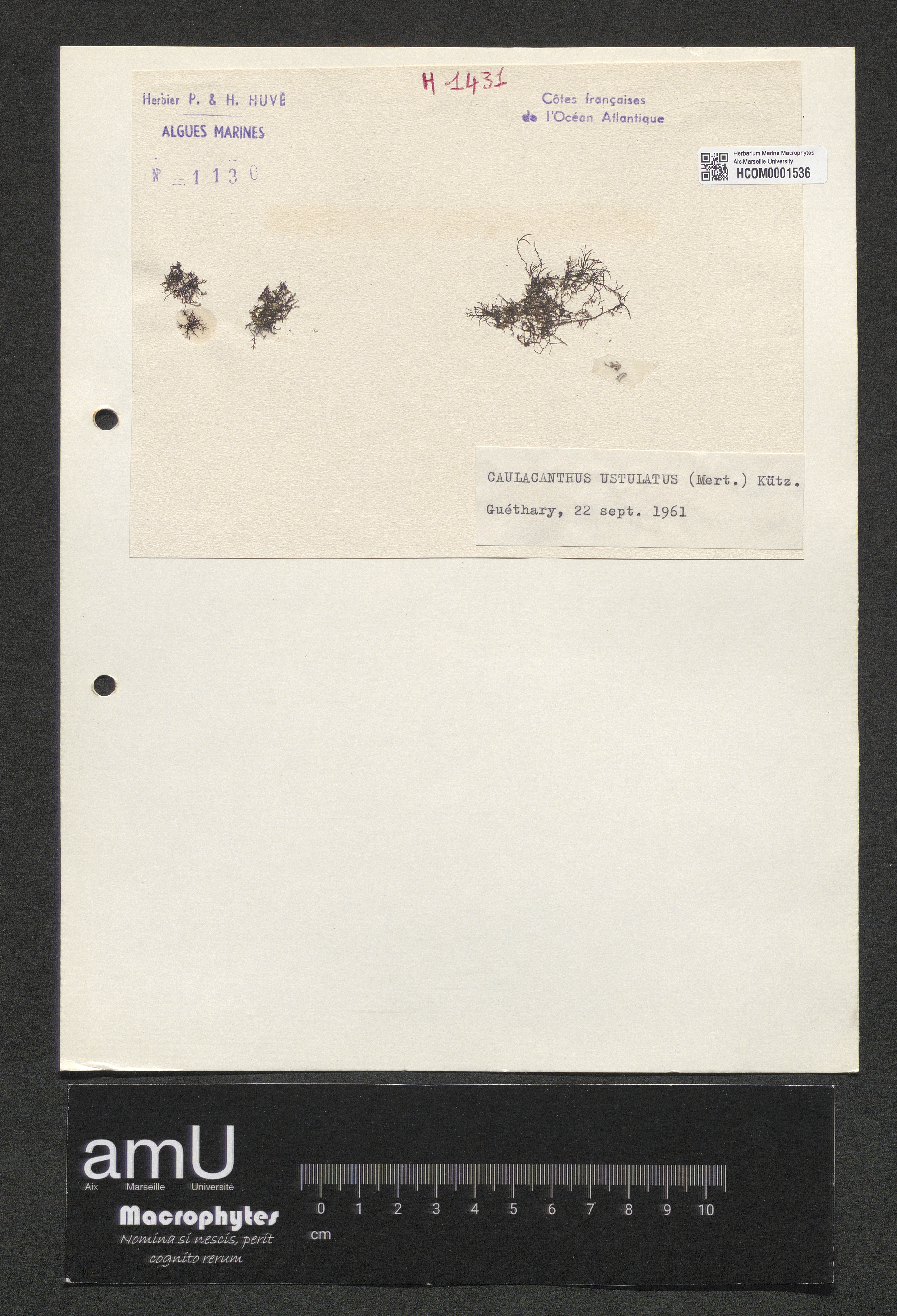 Caulacanthus ustulatus specimen