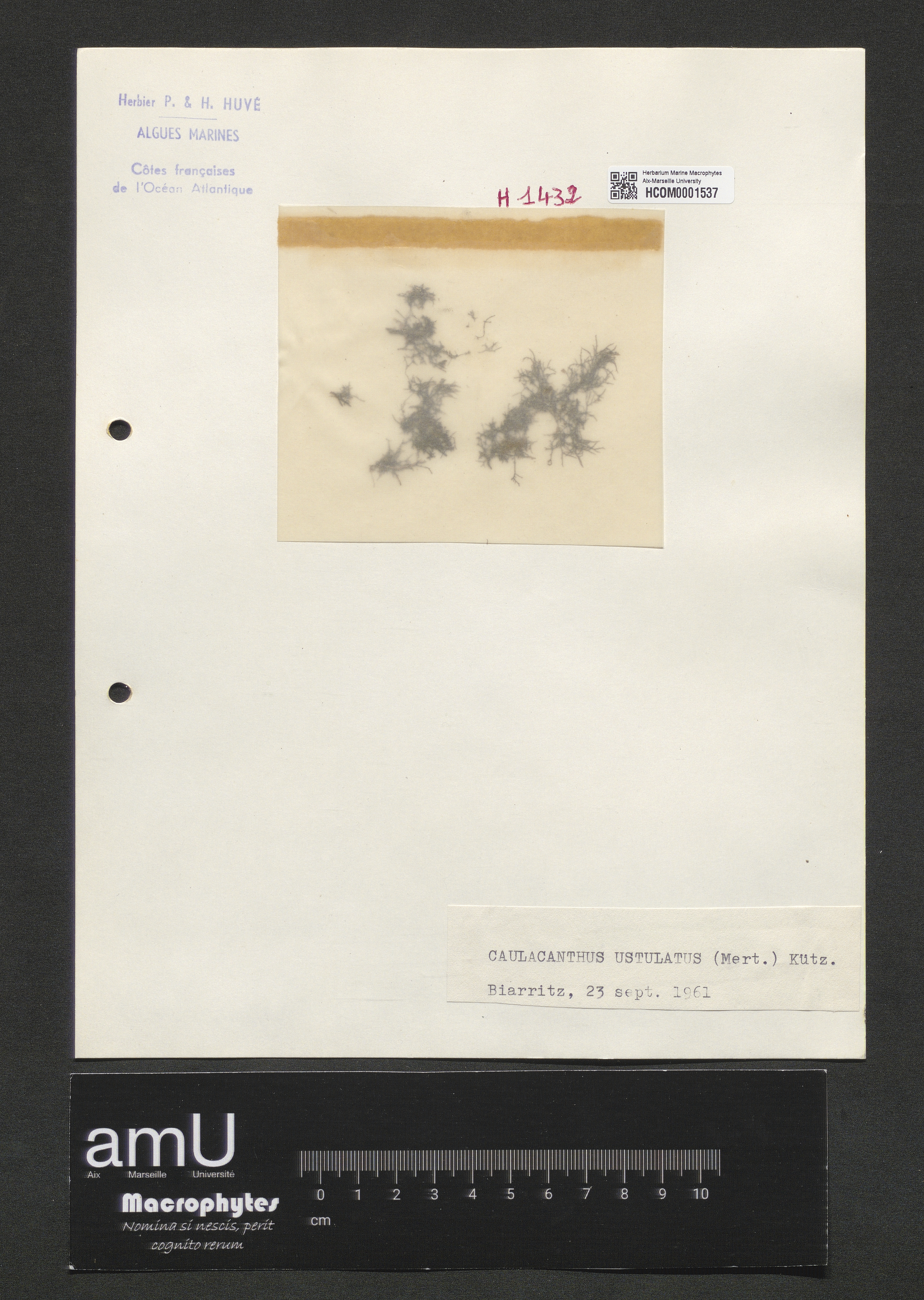 Caulacanthus ustulatus specimen