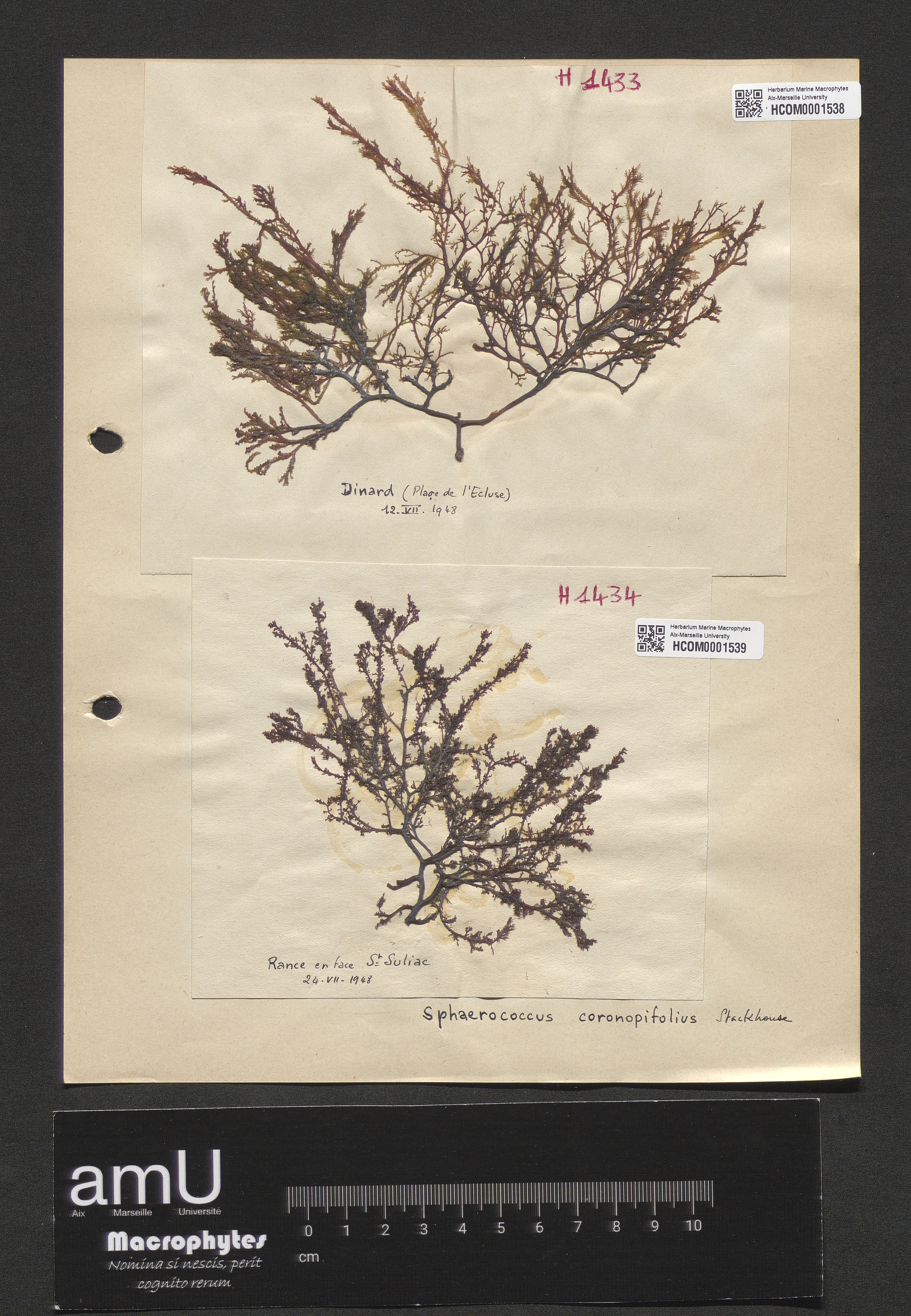 Sphaerococcus coronopifolius specimen