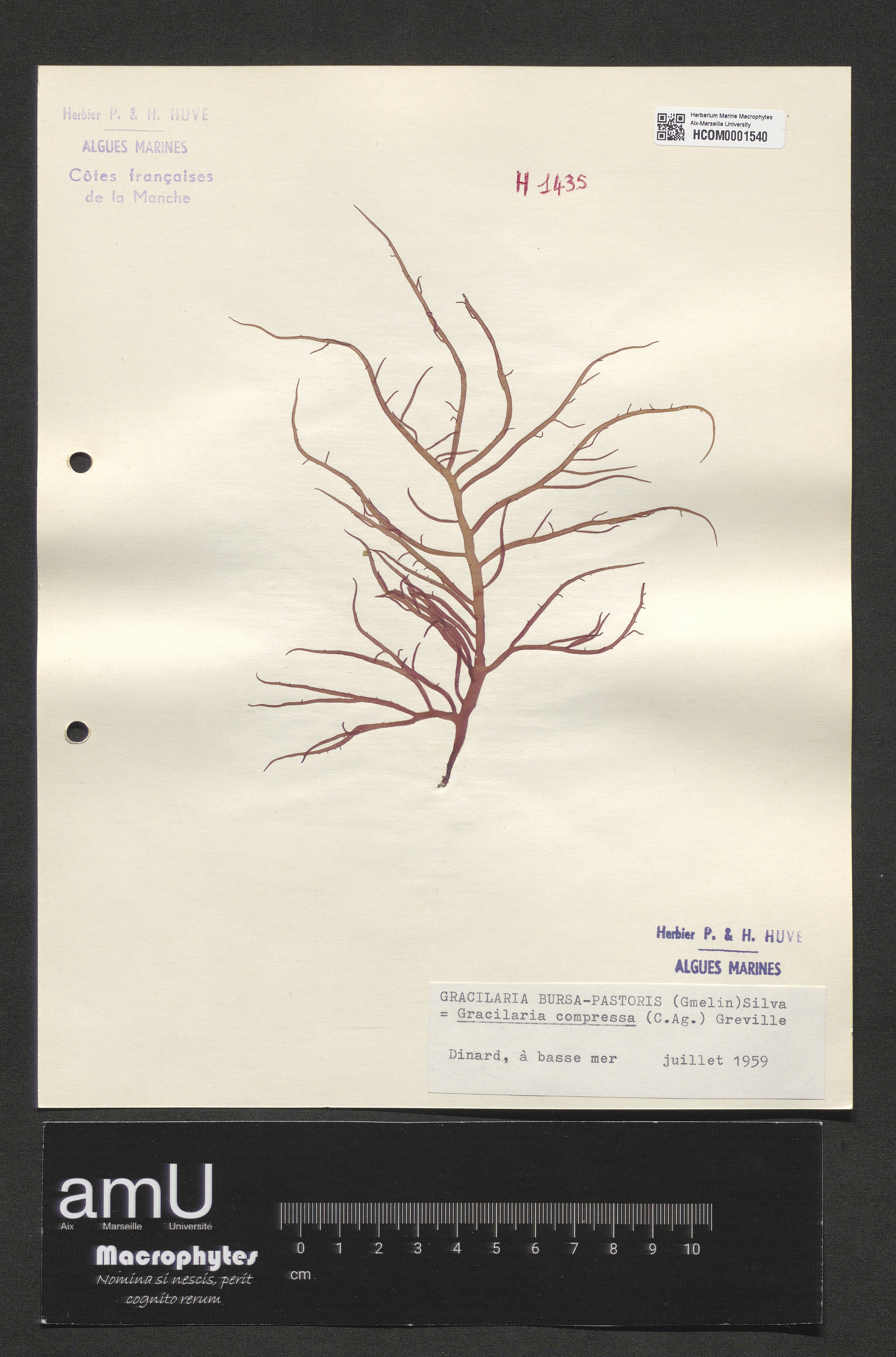 Gracilaria compressa specimen