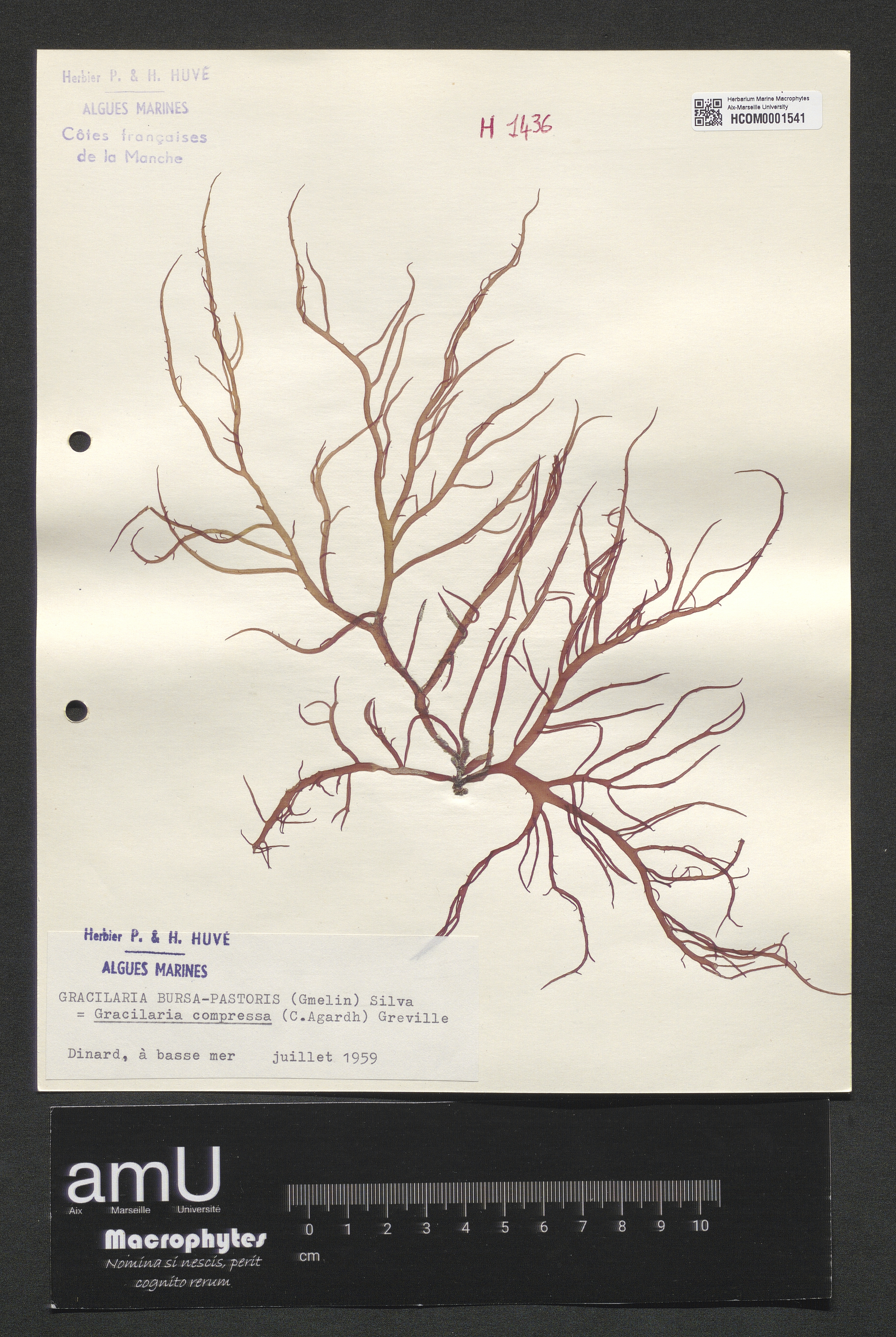 Gracilaria compressa specimen
