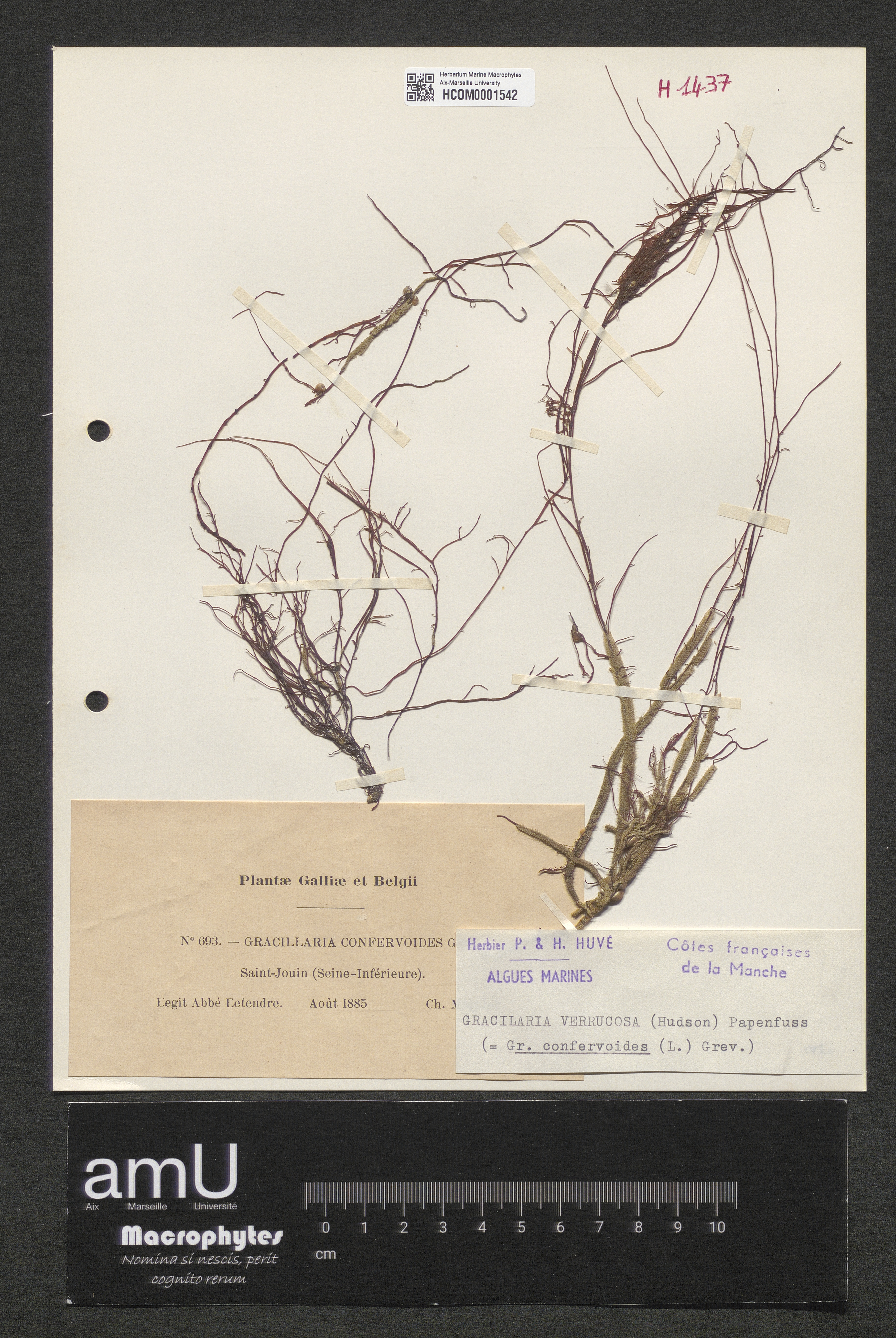 Gracilaria confervoides specimen