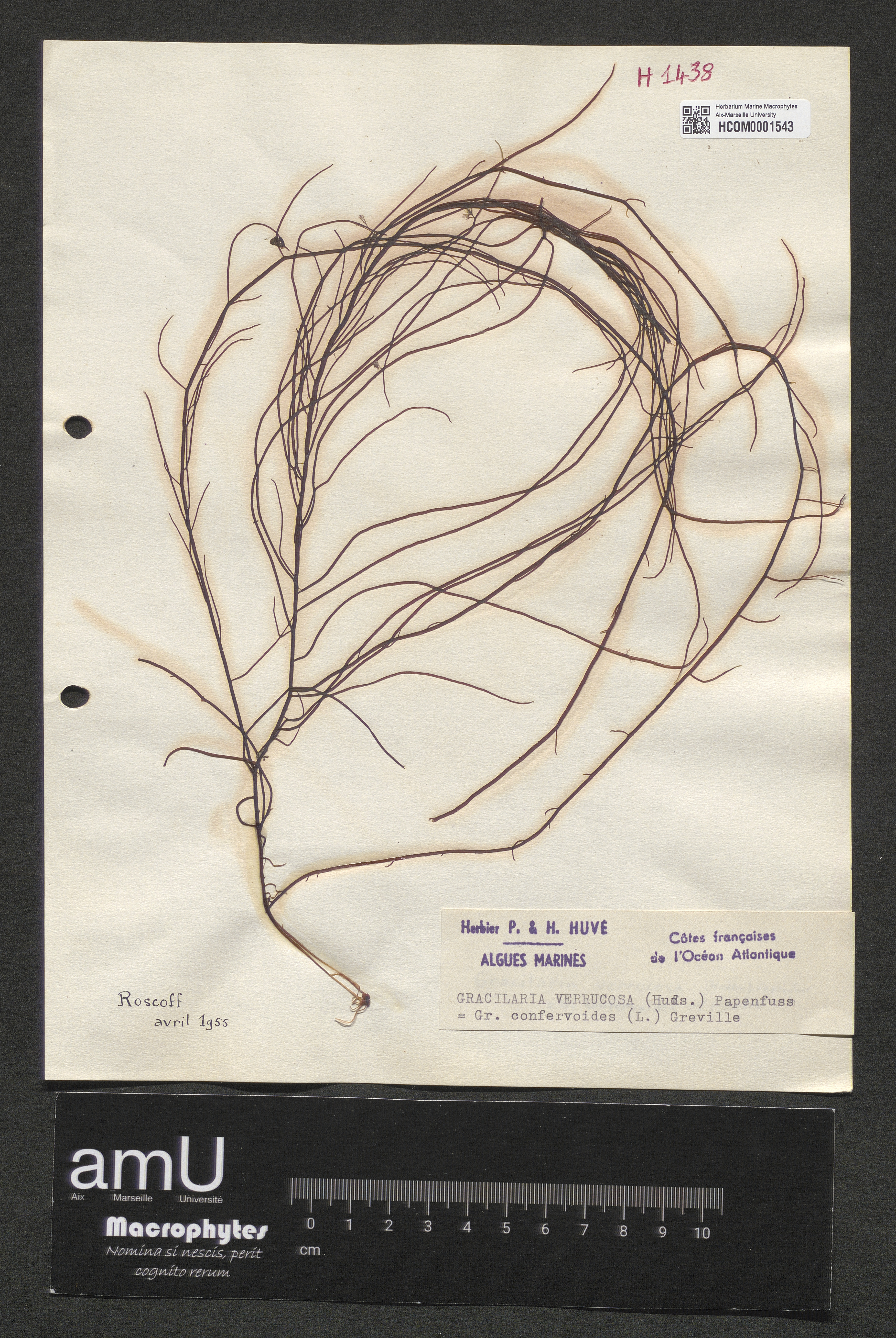 Gracilaria confervoides specimen