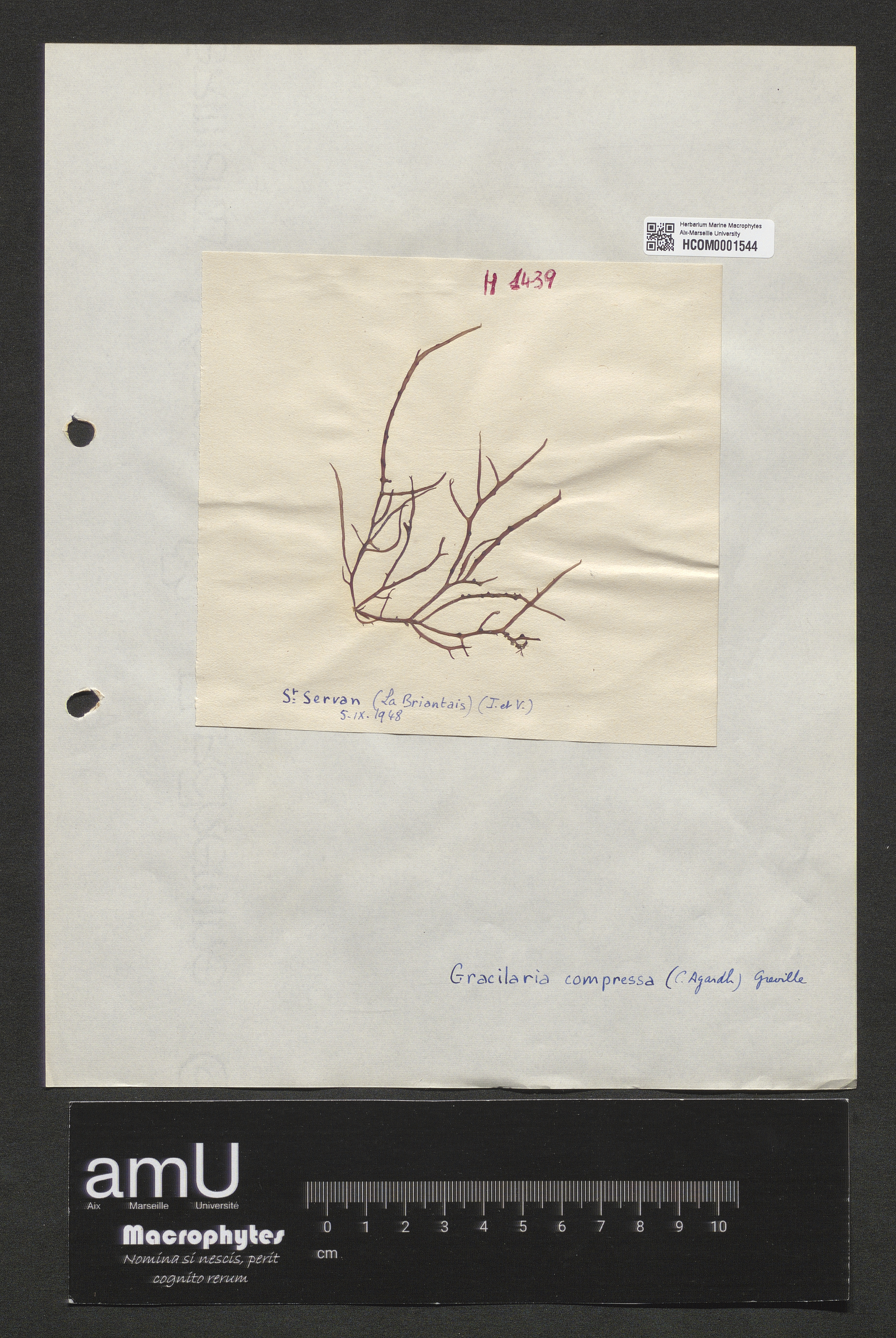 Gracilaria compressa specimen