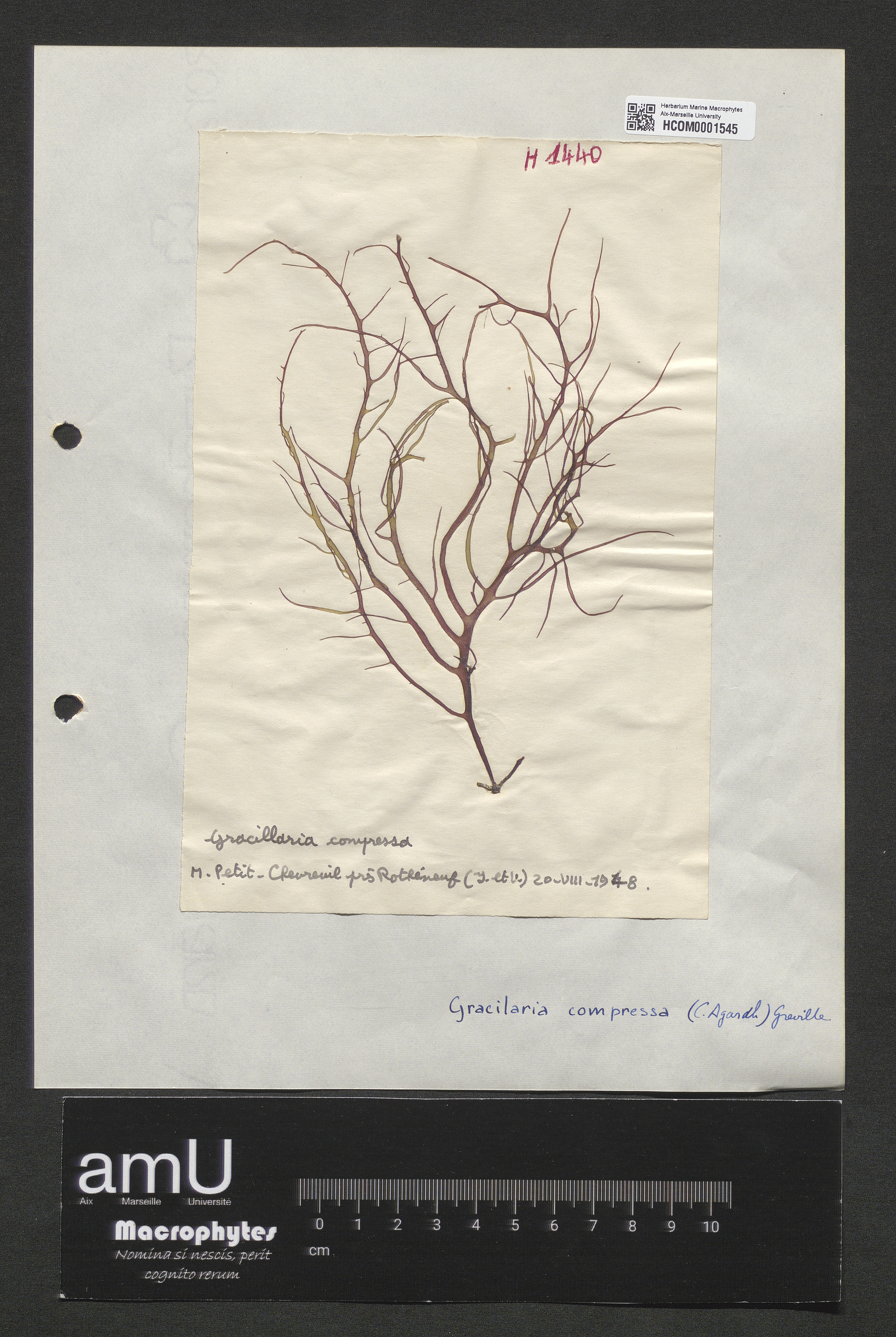 Gracilaria compressa specimen