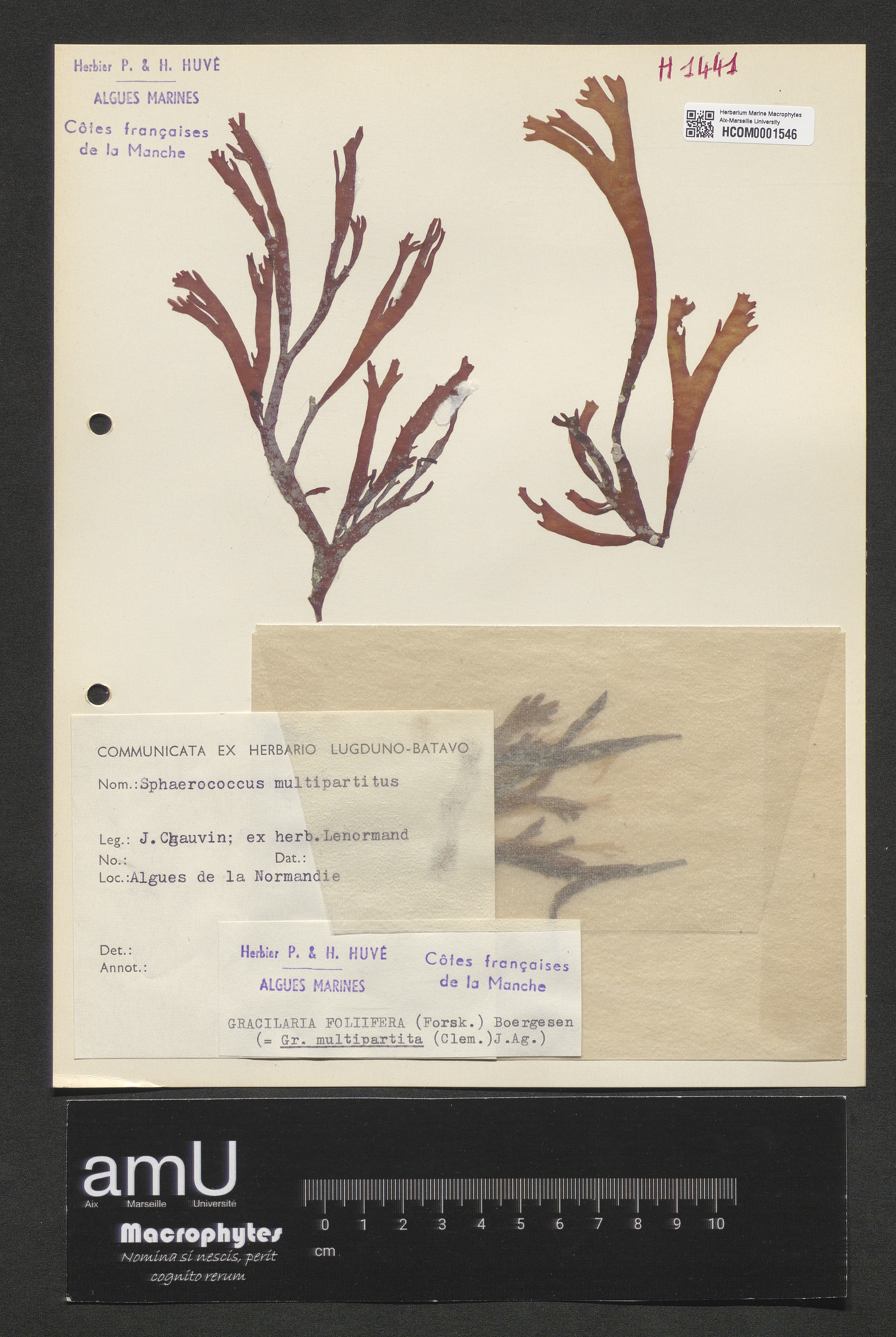 Gracilaria multipartita specimen